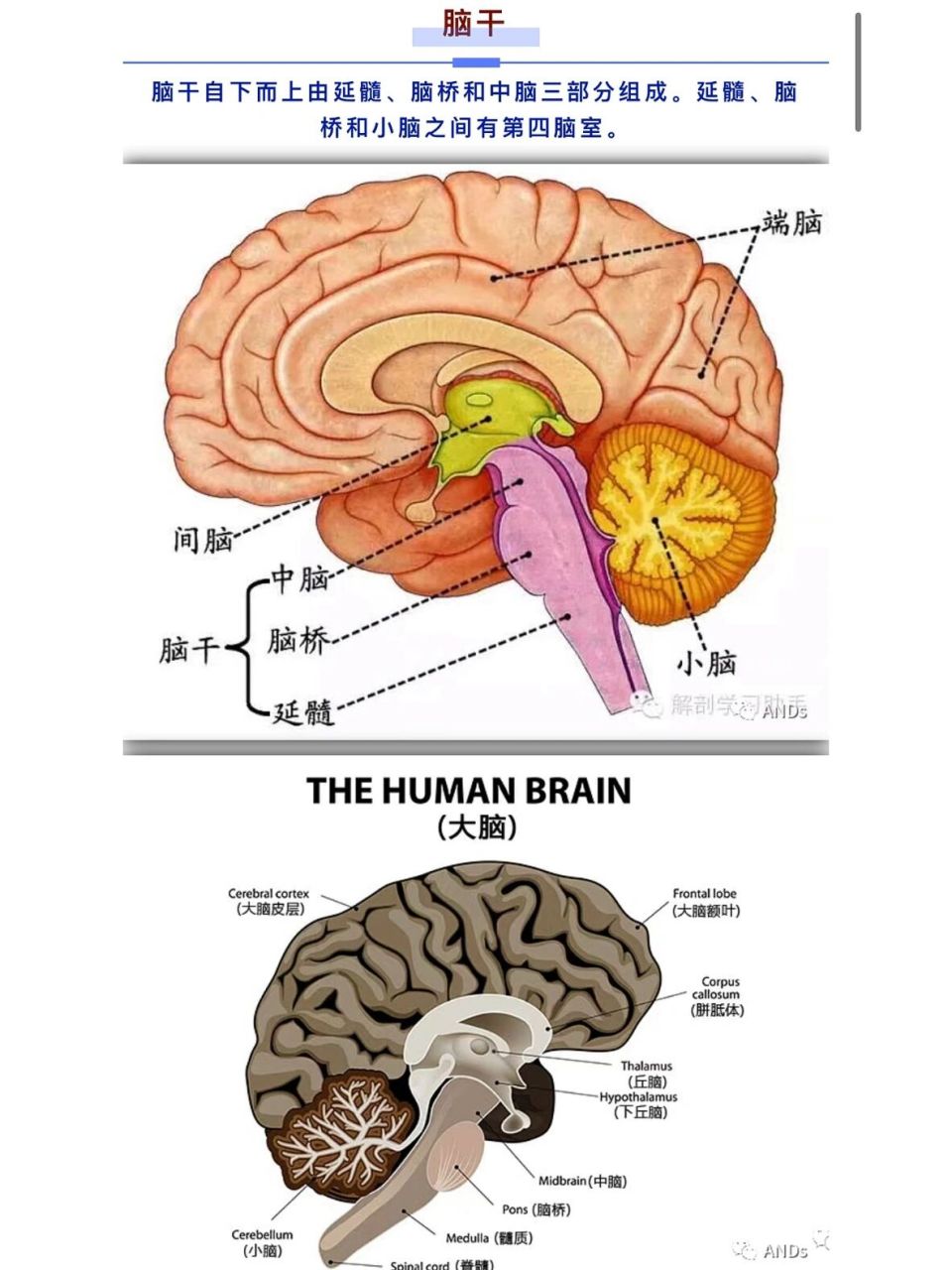 大脑脑干结构图解剖图图片