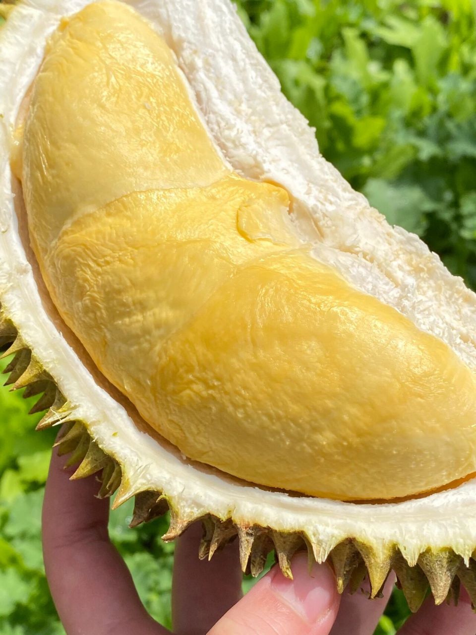 太惊艳了6015糯米鸡是榴莲 这是什么榴莲?