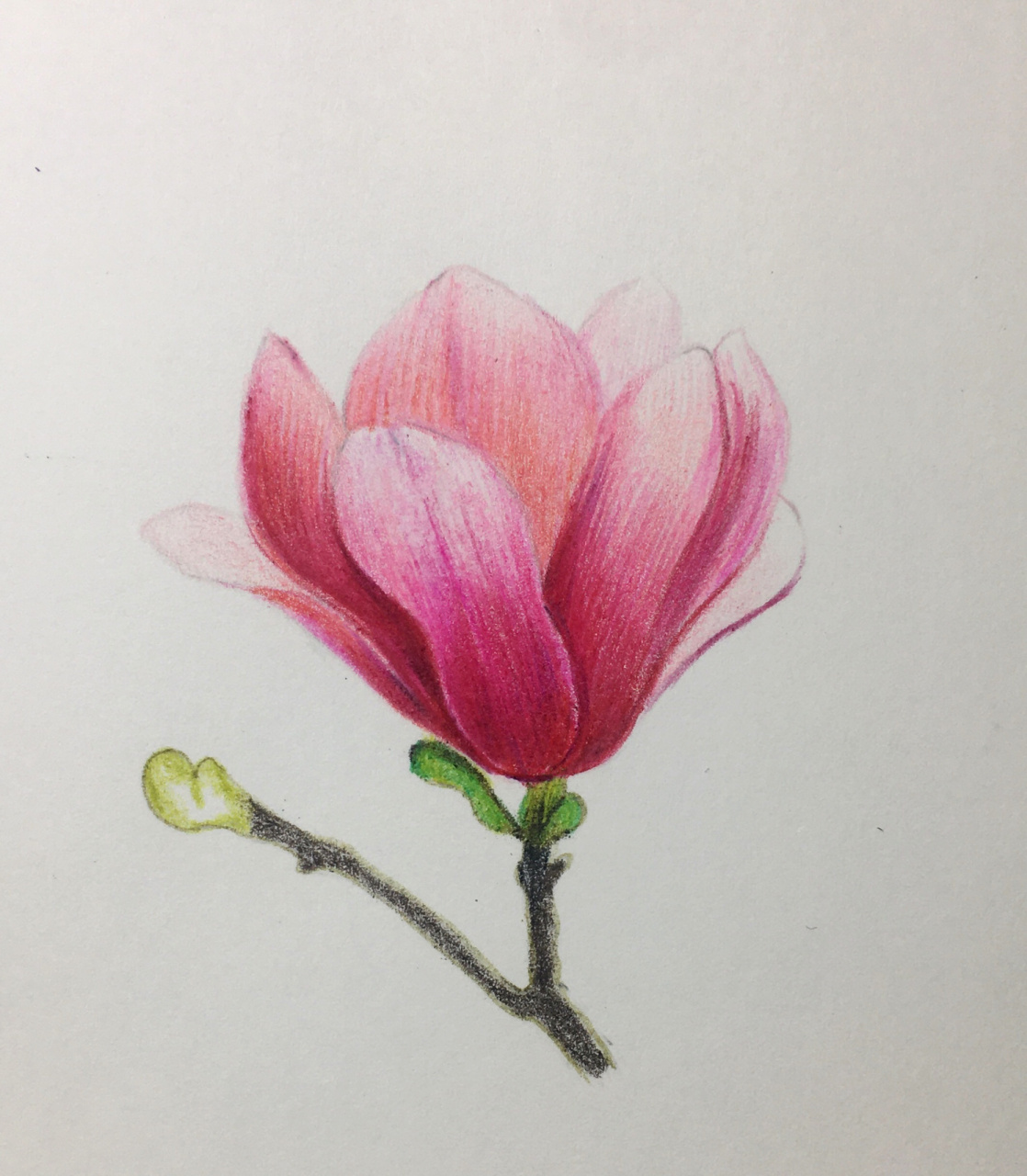 彩铅花卉,玉兰花绘画步骤分享 点赞77关注77收藏 后续会更新视频