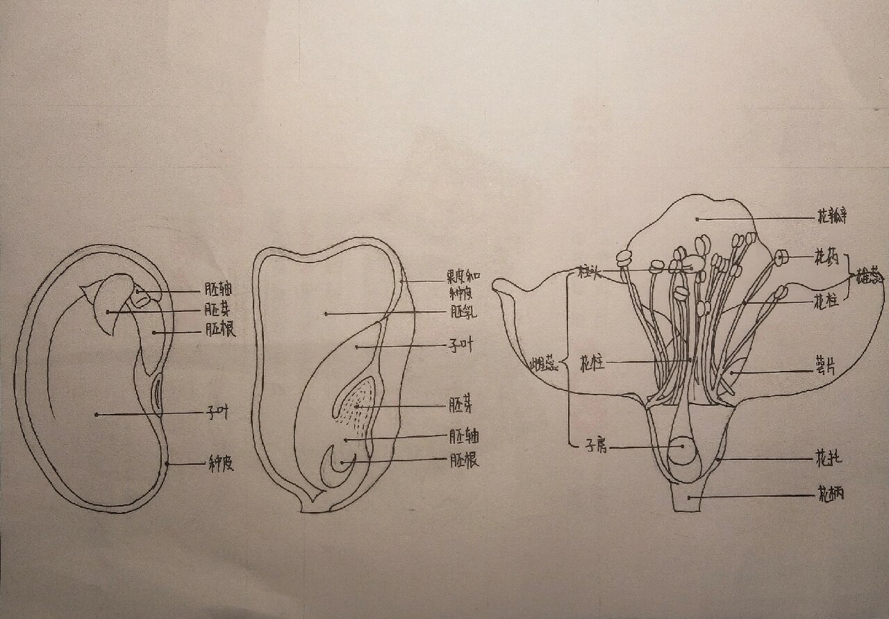 01痛苦作业01 01肝了2小时 01玉米种子涂毁了,菜豆种子画歪了