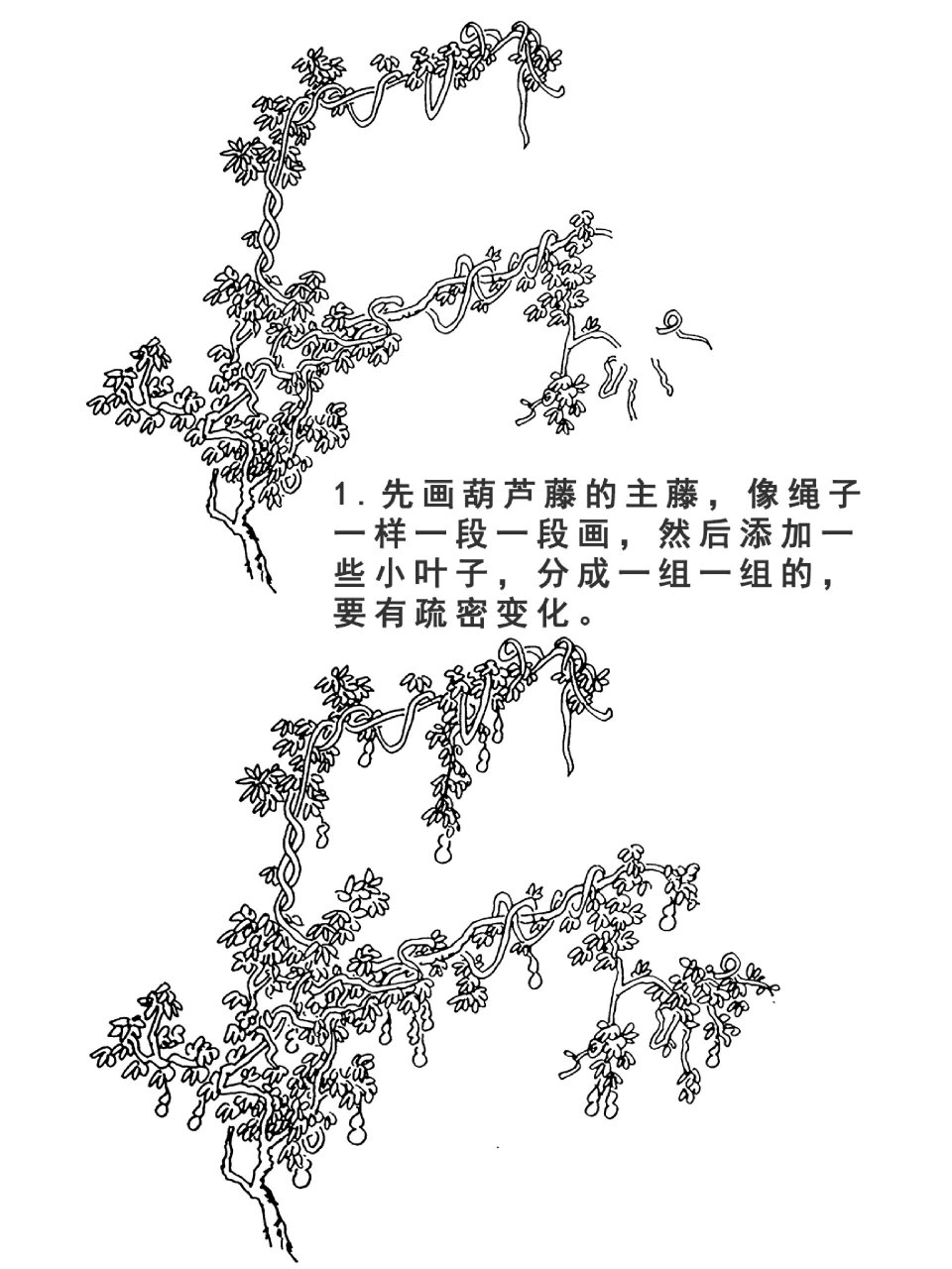 葫芦藤步骤画法详情 藤本植物要画出它们的特点,主干蜿蜒曲折充满变化