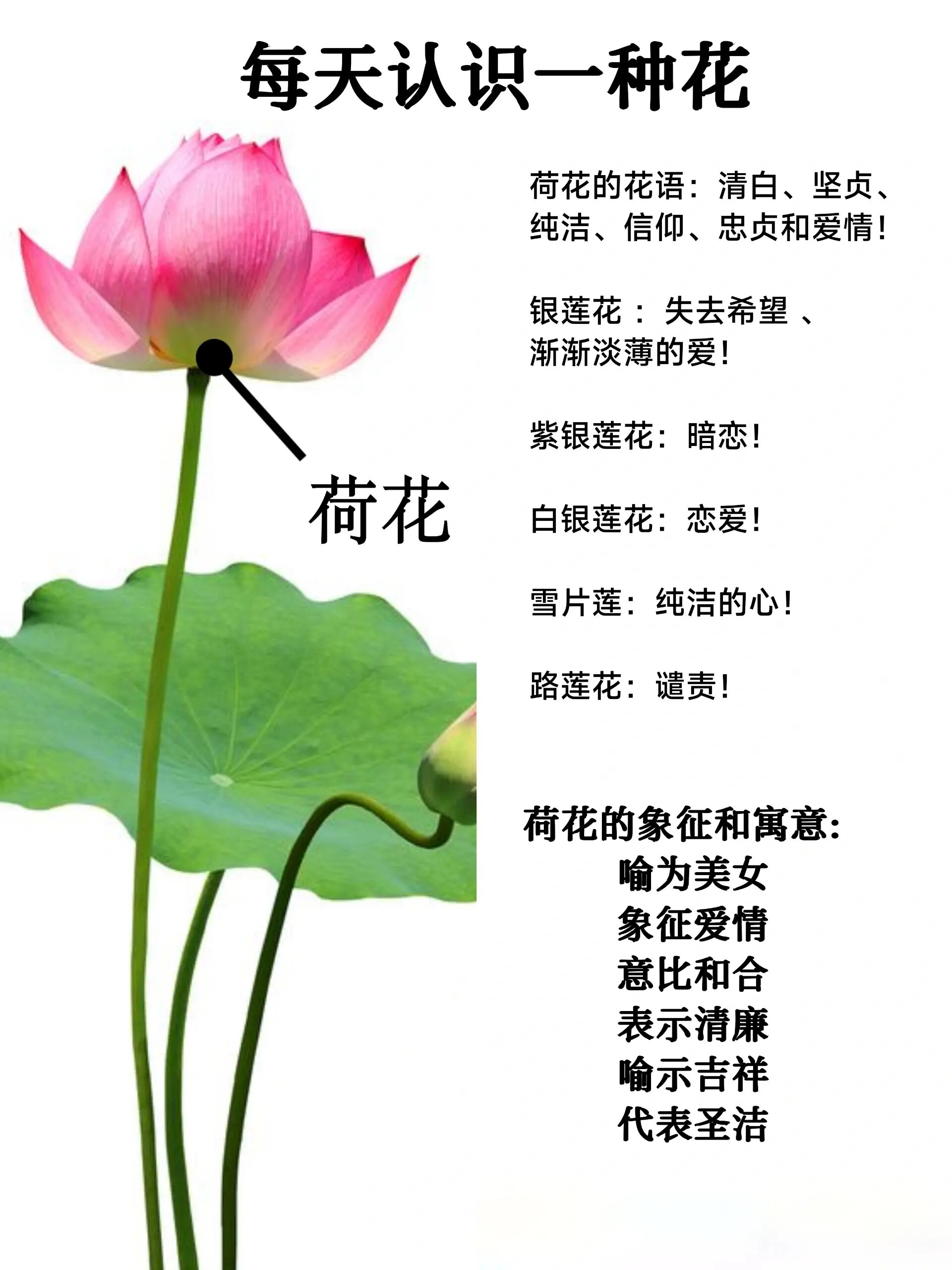 每天认识一种花-荷花