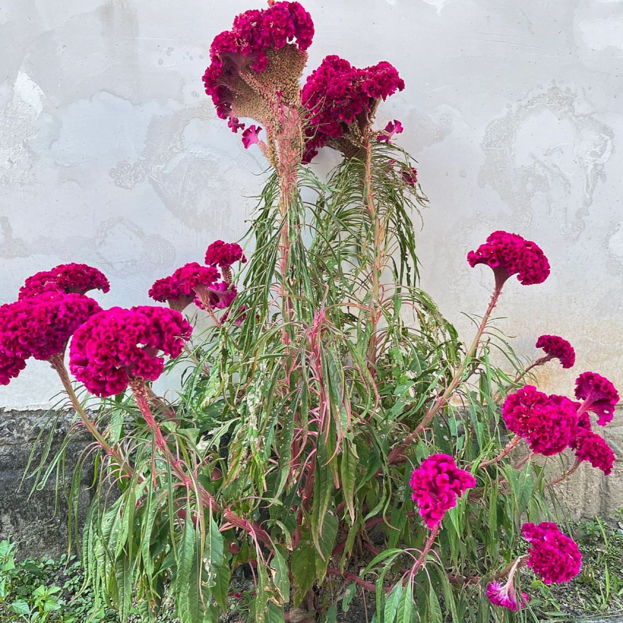 绿植分享|鸡冠花 鸡冠花,一年生草本植物.