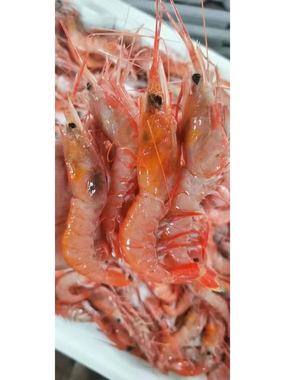 08舟山红虾学名中华管鞭虾 08舟山红虾学名中华管鞭虾,又名东海