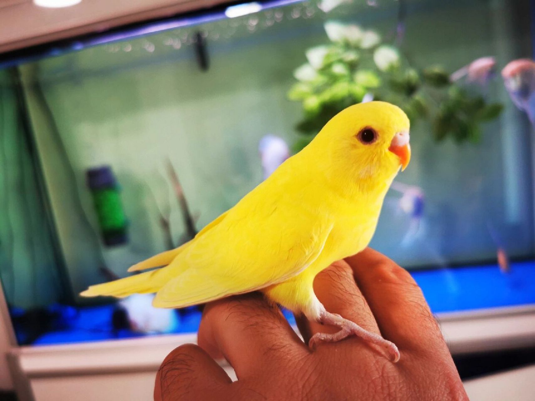 小鹦鹉成长日记之红眼黄化虎皮