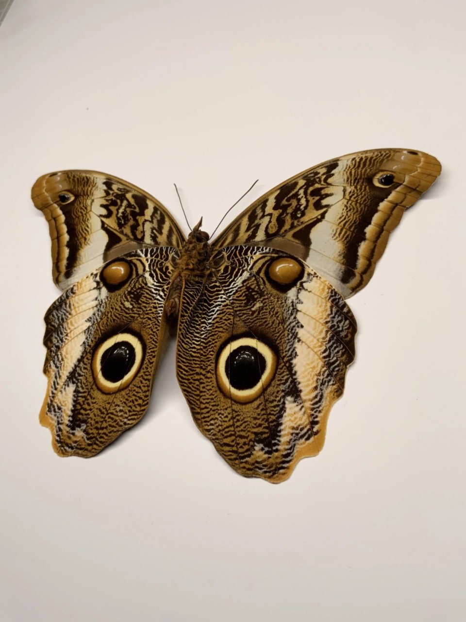 黑猫头鹰环蝶(caligo atreus) 黑猫头鹰环蝶(caligo atreus) 巨大的
