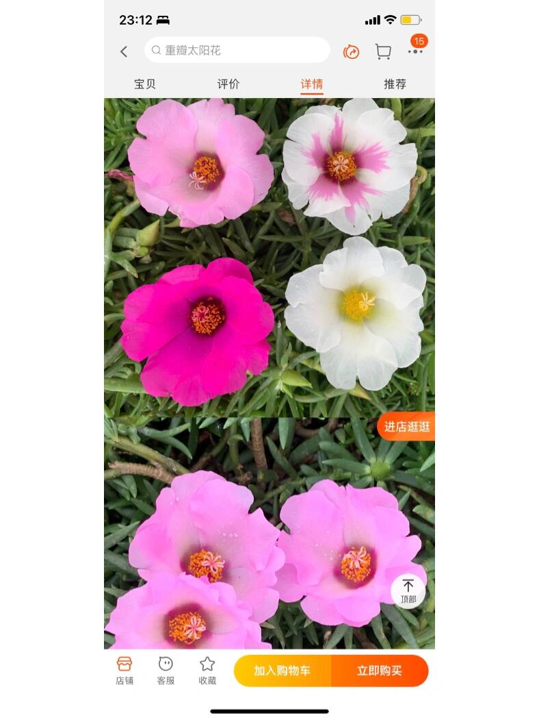 开花最大的太阳花品种,宿根单瓣大花