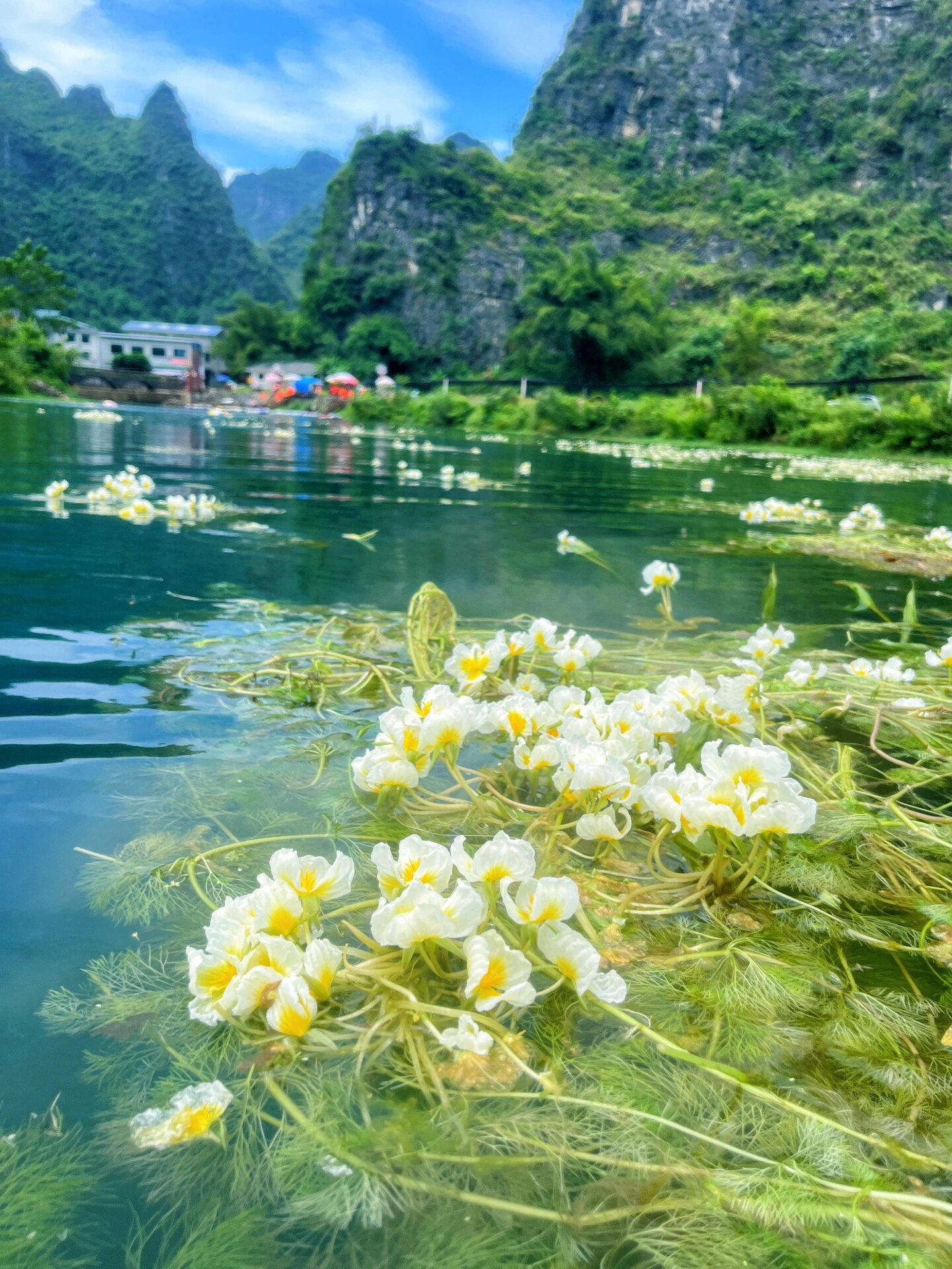 一条会开花🌼的河🈶世界天窗之都之称📍都安