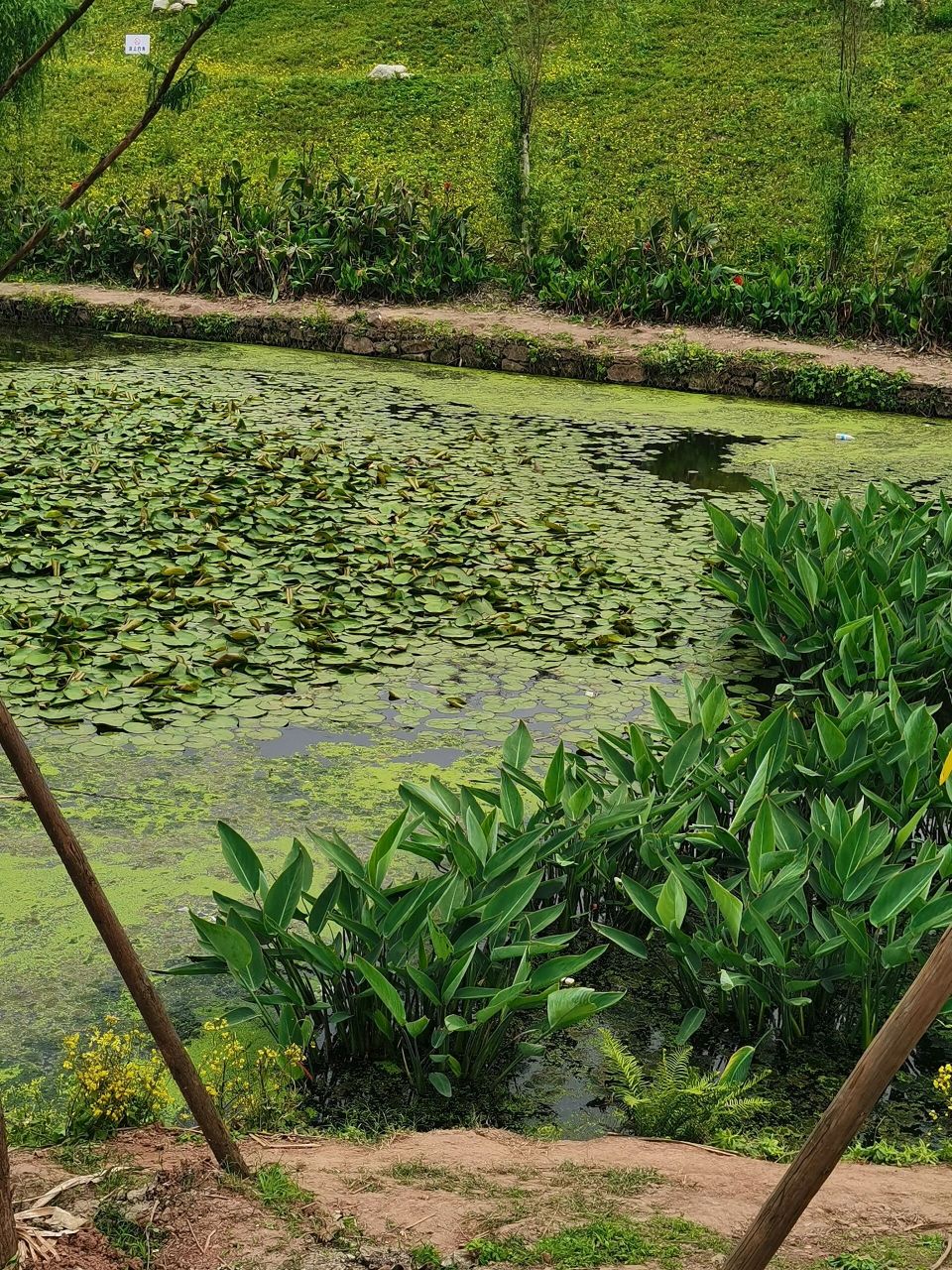 伏牛溪公园 金堂湾站下车就到,人少景美,空气好,还有登山步道,适合