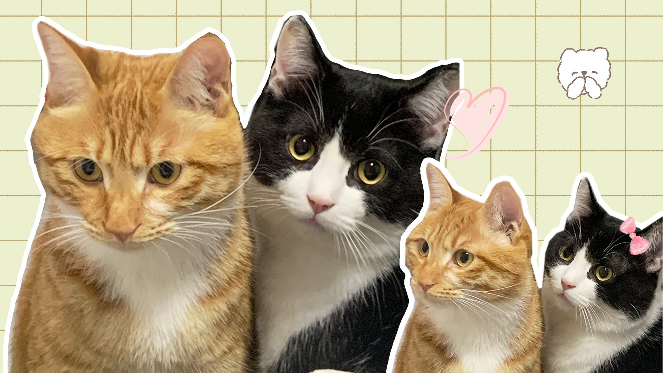 小猫电脑壁纸 061920*1080