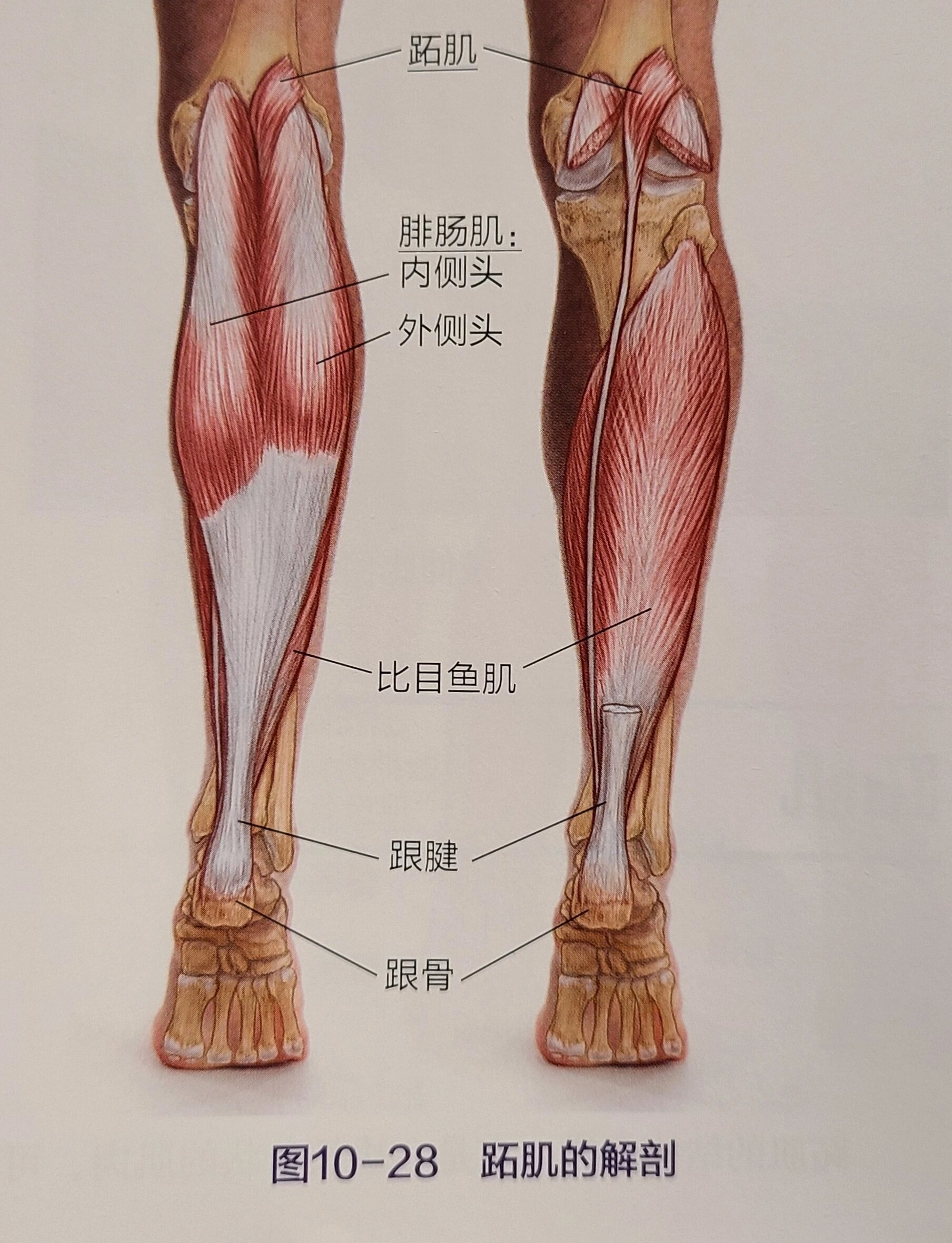 第三腓骨肌图片