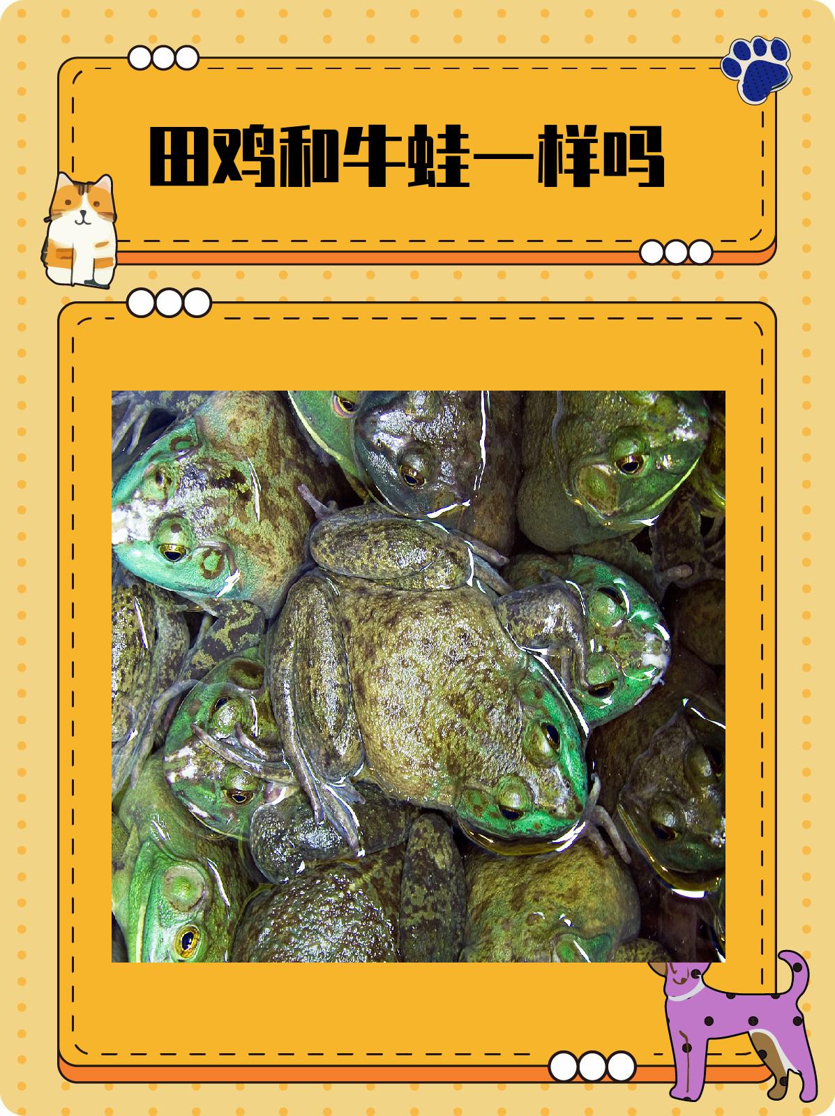 田鸡和牛蛙一样吗 虽然田鸡和牛蛙都属于蛙科动物,但在外观,生物学
