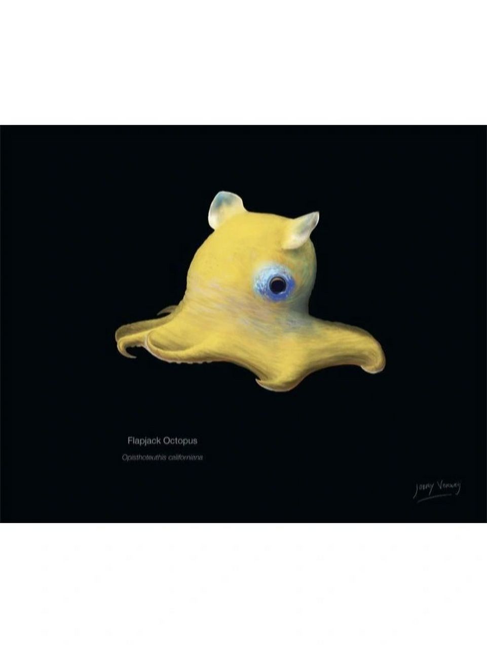 世界上最可爱的章鱼 扁面蛸 opisthoteuthis depressa 	 扁面蛸为面蛸