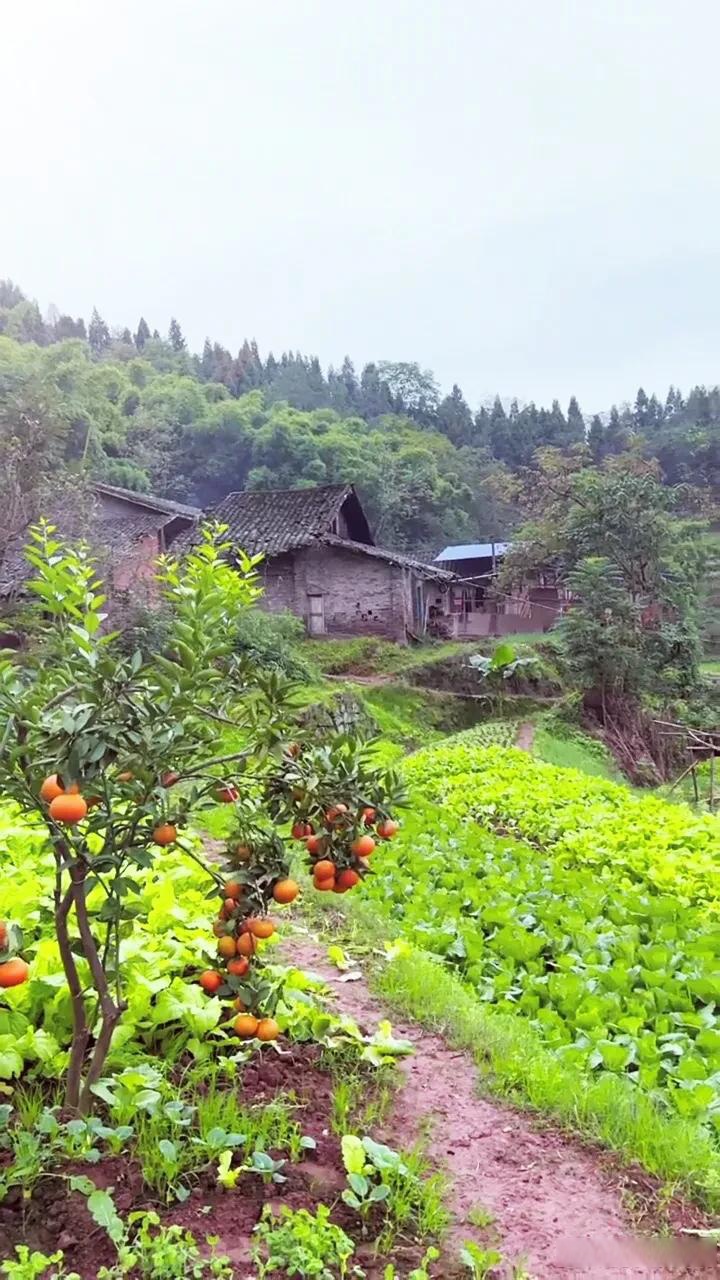 头条晒图大赛山村早晨农村 用一句话证明你老家是农村的,你小时候是
