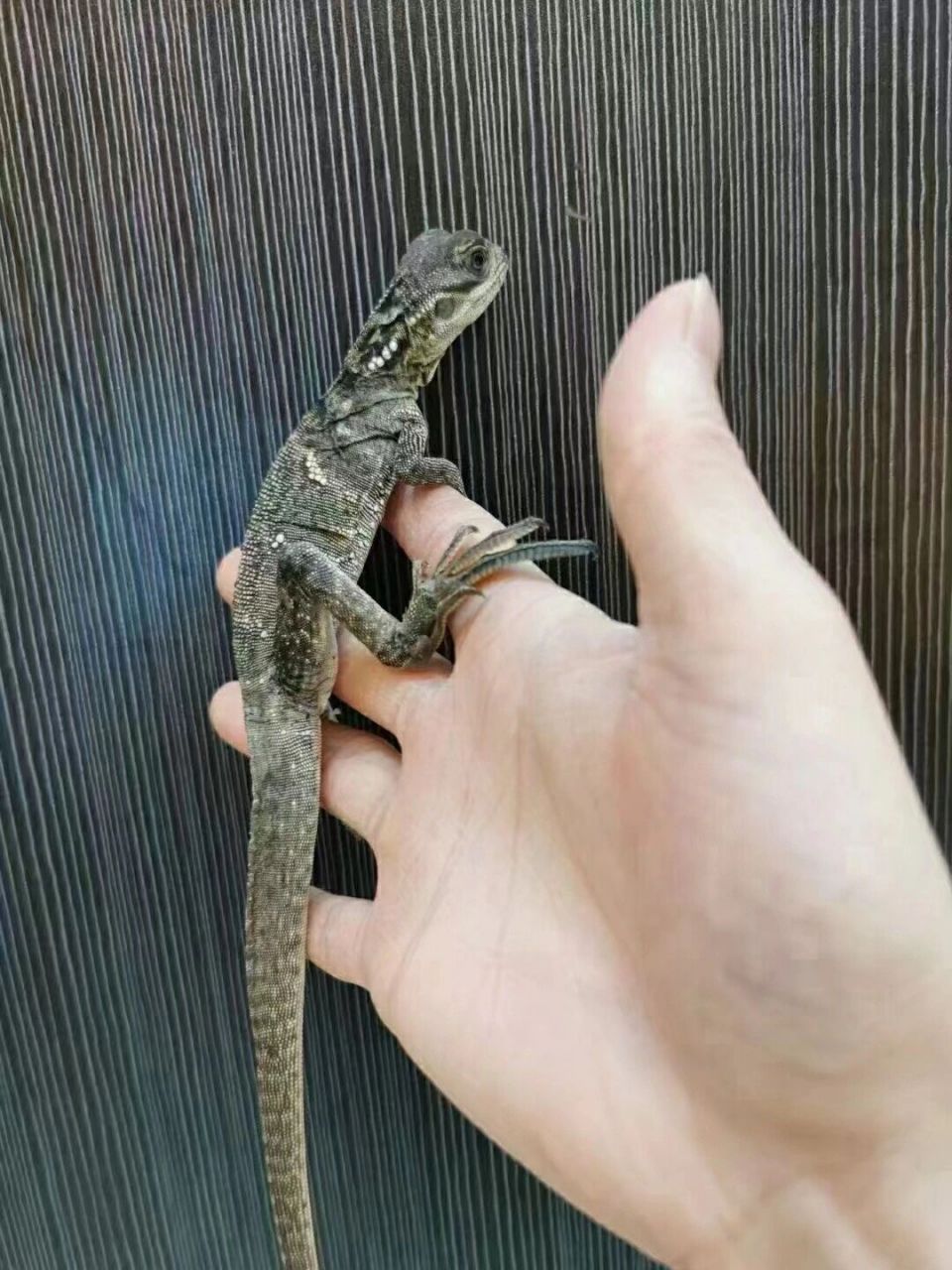 合法养蜥蜴之最大品种    印尼大苗13xx 安纹大苗 26xx 备注送杜比亚