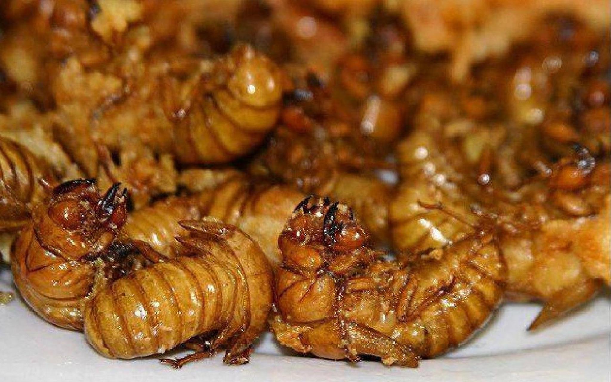 金蝉(知了猴)  营养价值 每100g黄金蝉若虫含蛋白质72g,脂肪15g,钾0.