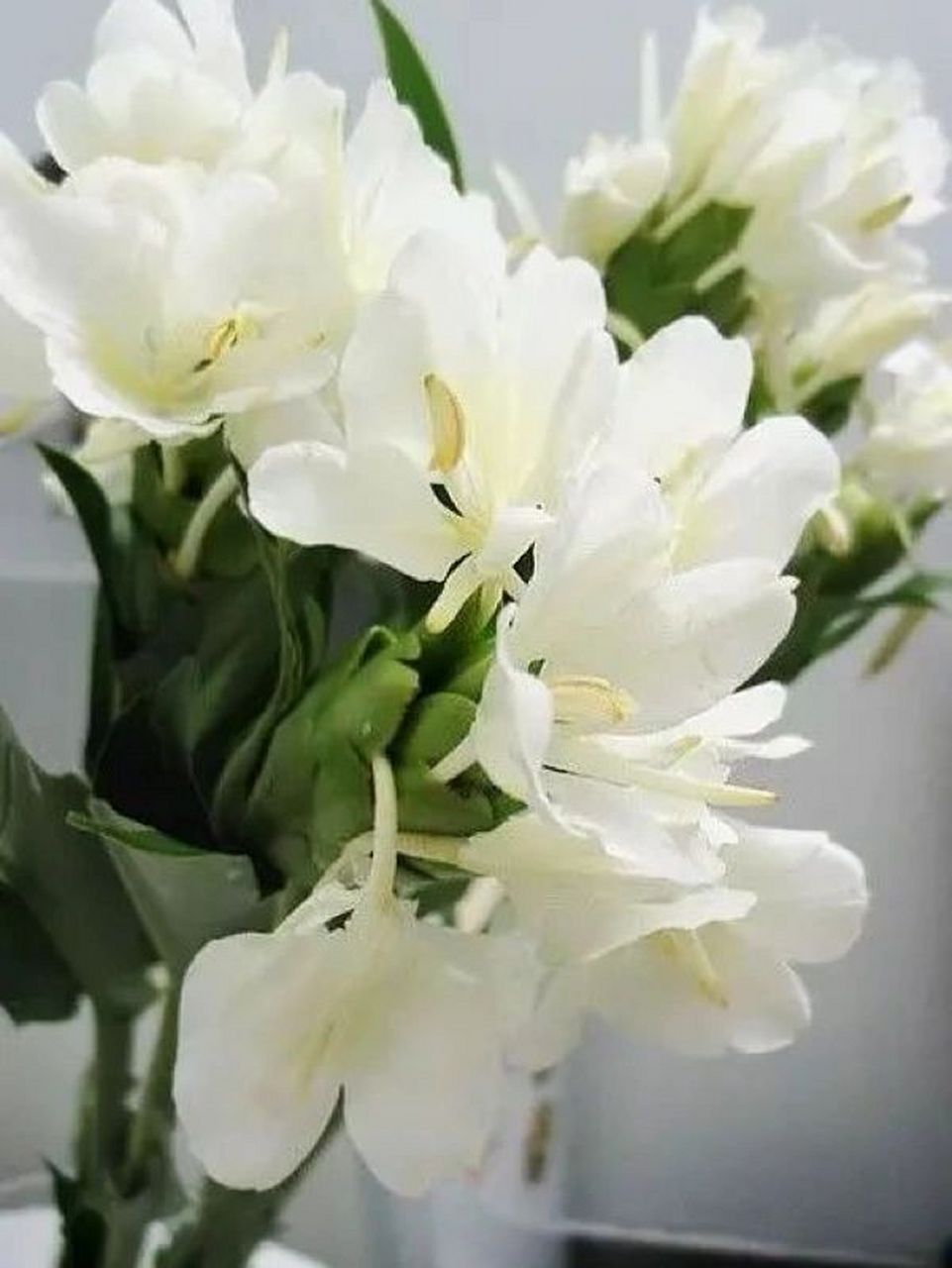 今日分享-姜花 姜花的花语是将记忆永远留在夏天