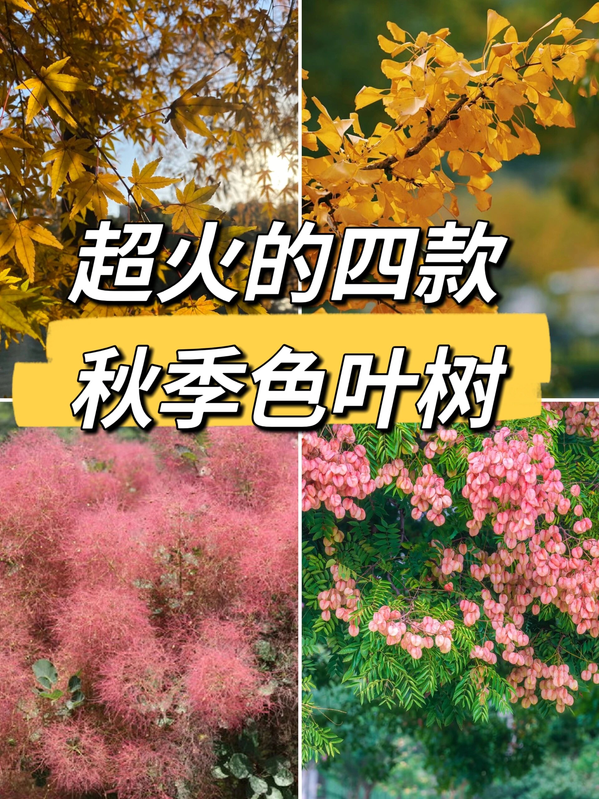 超火的四种秋季色叶树种