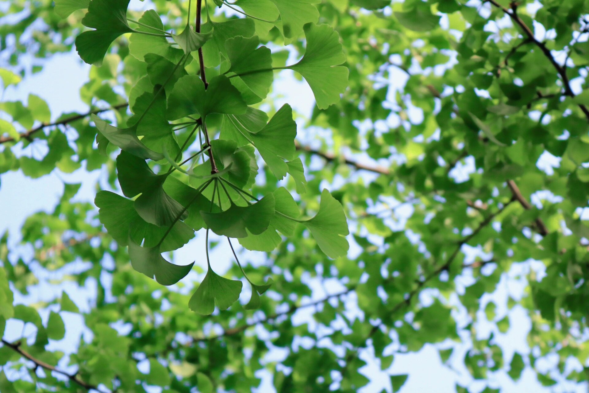 你有留意过绿色的银杏吗95 家楼下的银杏树长新叶啦 绿色的银杏也很