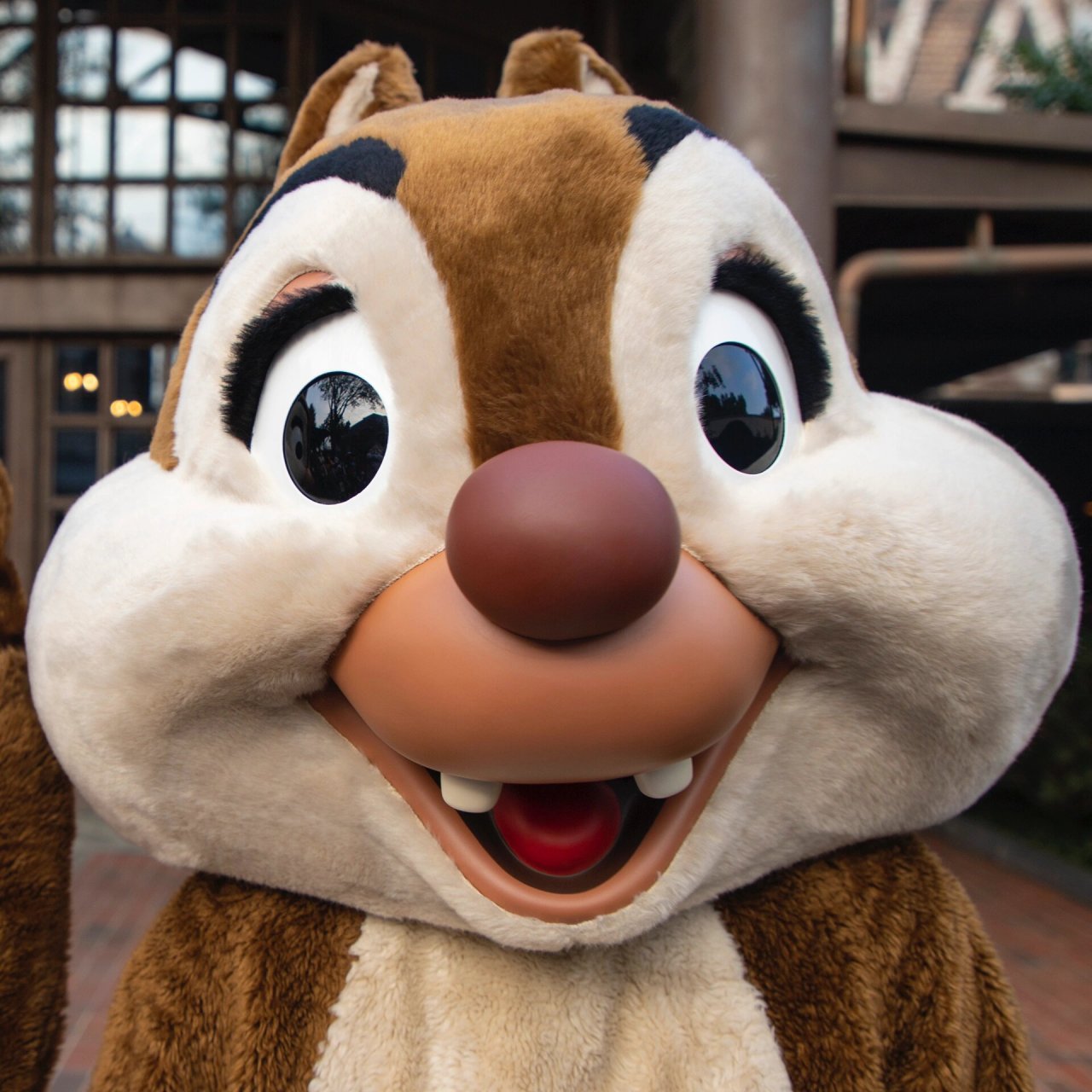 花栗鼠头像11.26