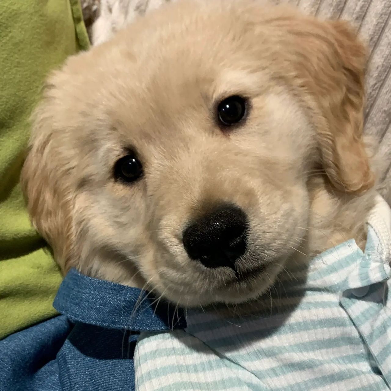 可爱小金毛头像来啦