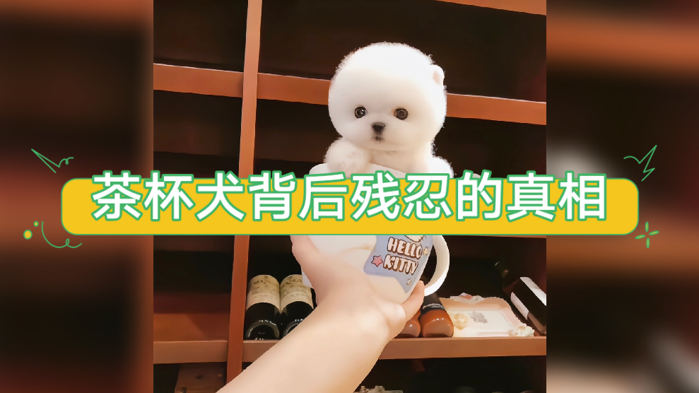 茶杯犬背后残忍的真相