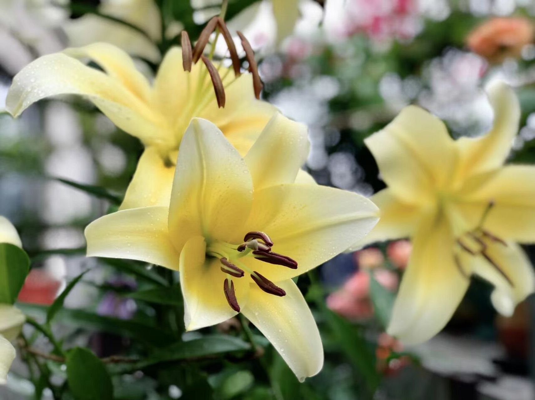 芬芳四溢的木门百合 ‖ 必须人手一份 木门百合,又称 "绝代双骄",属ot