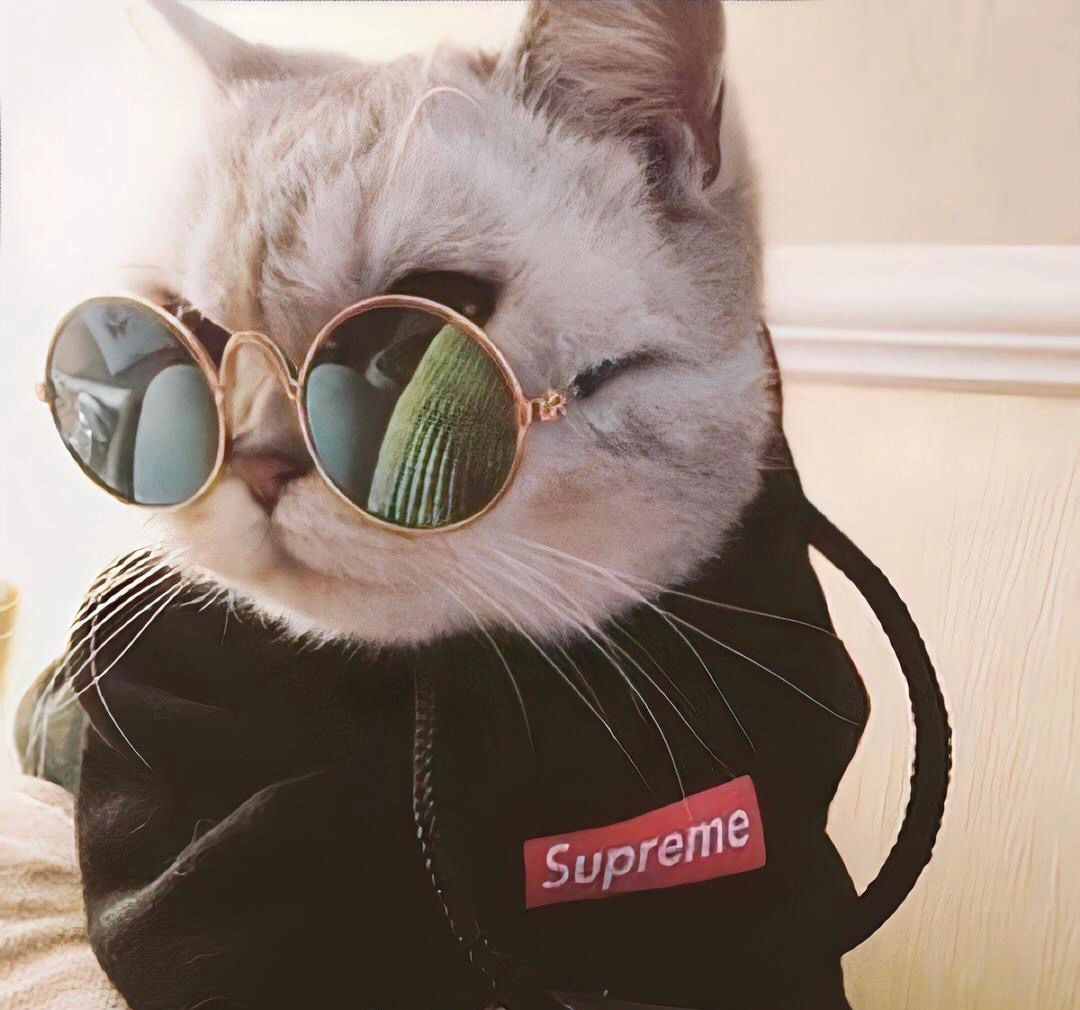 猫咪头像 霸气猫咪 头像 动物头像