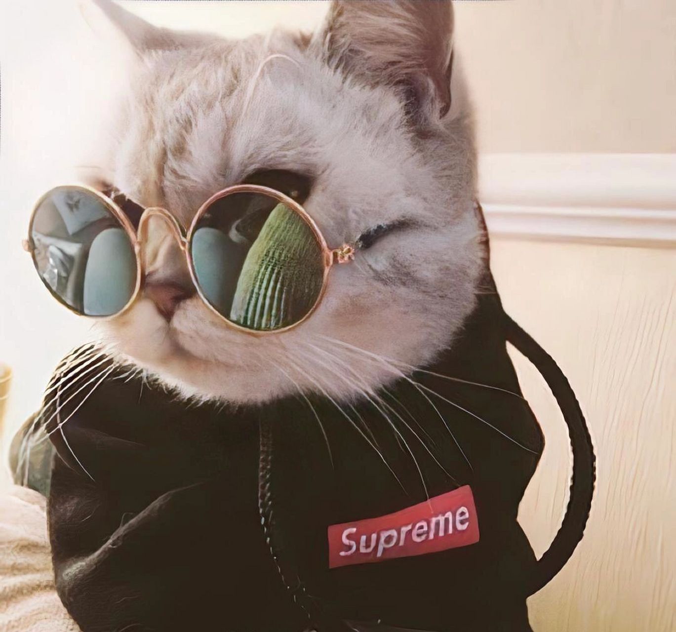 猫咪头像 霸气猫咪 头像 动物头像 一组霸气侧漏的猫咪头像