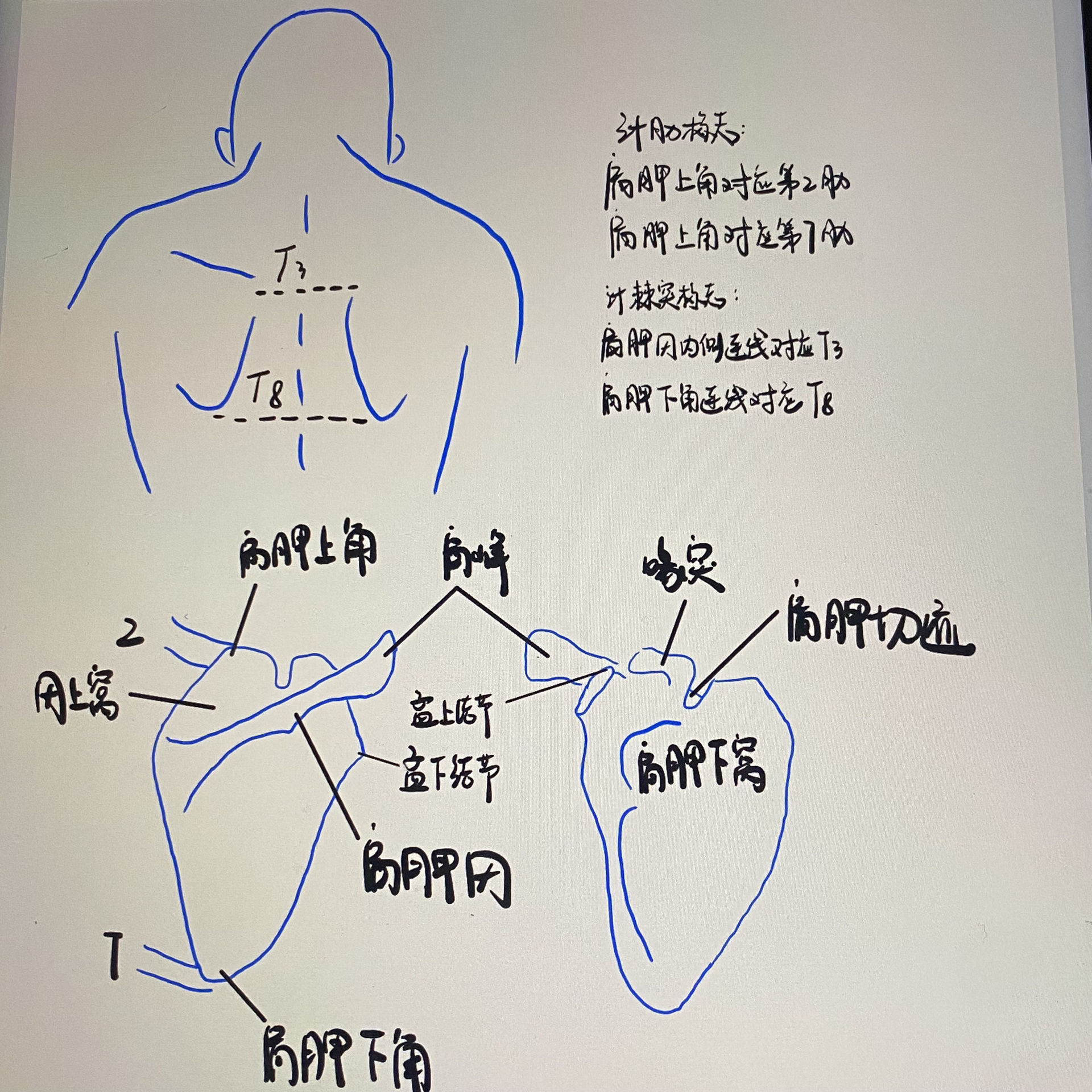 肋骨定位标志图片