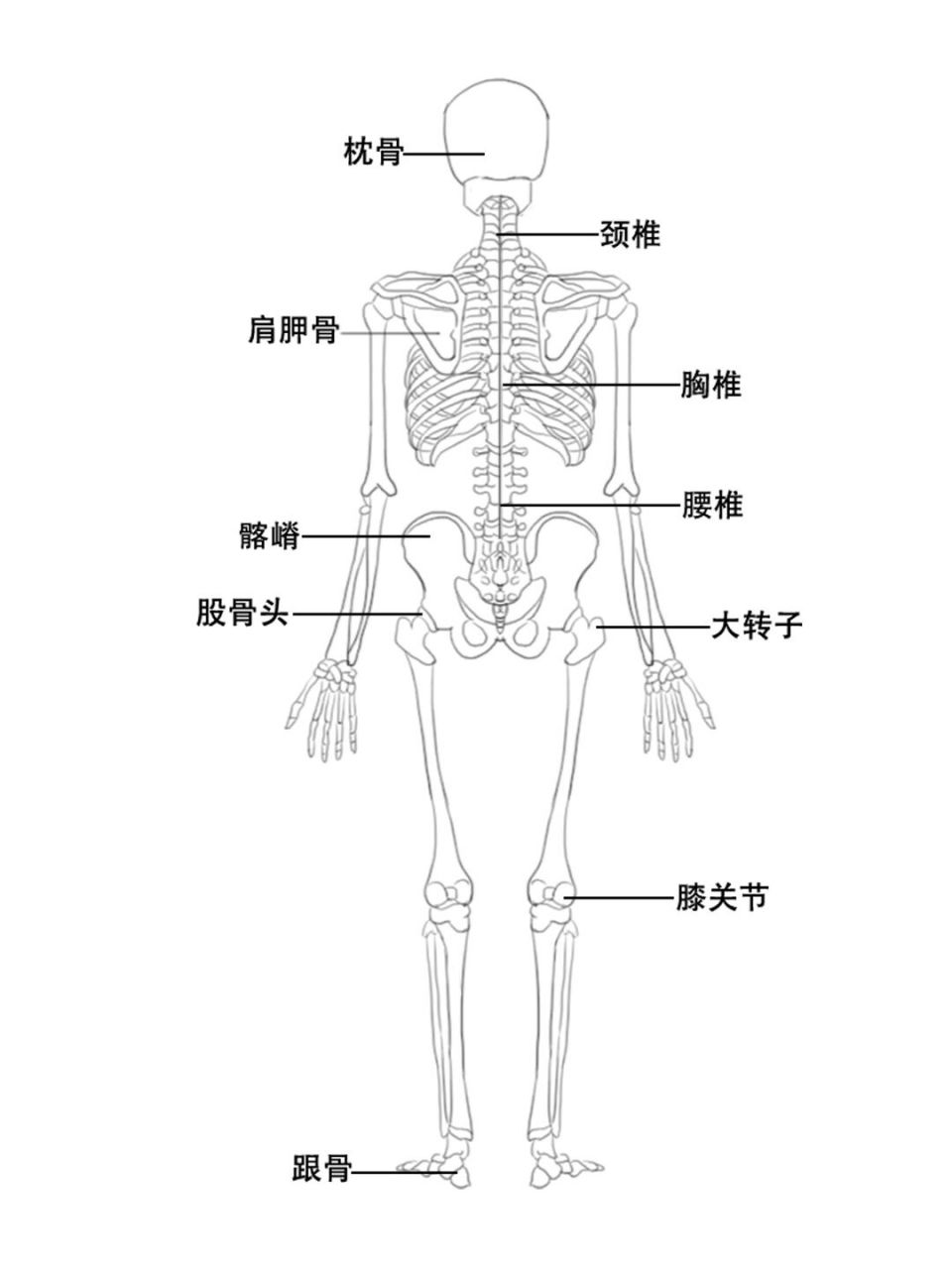 人体解剖结构图解图片