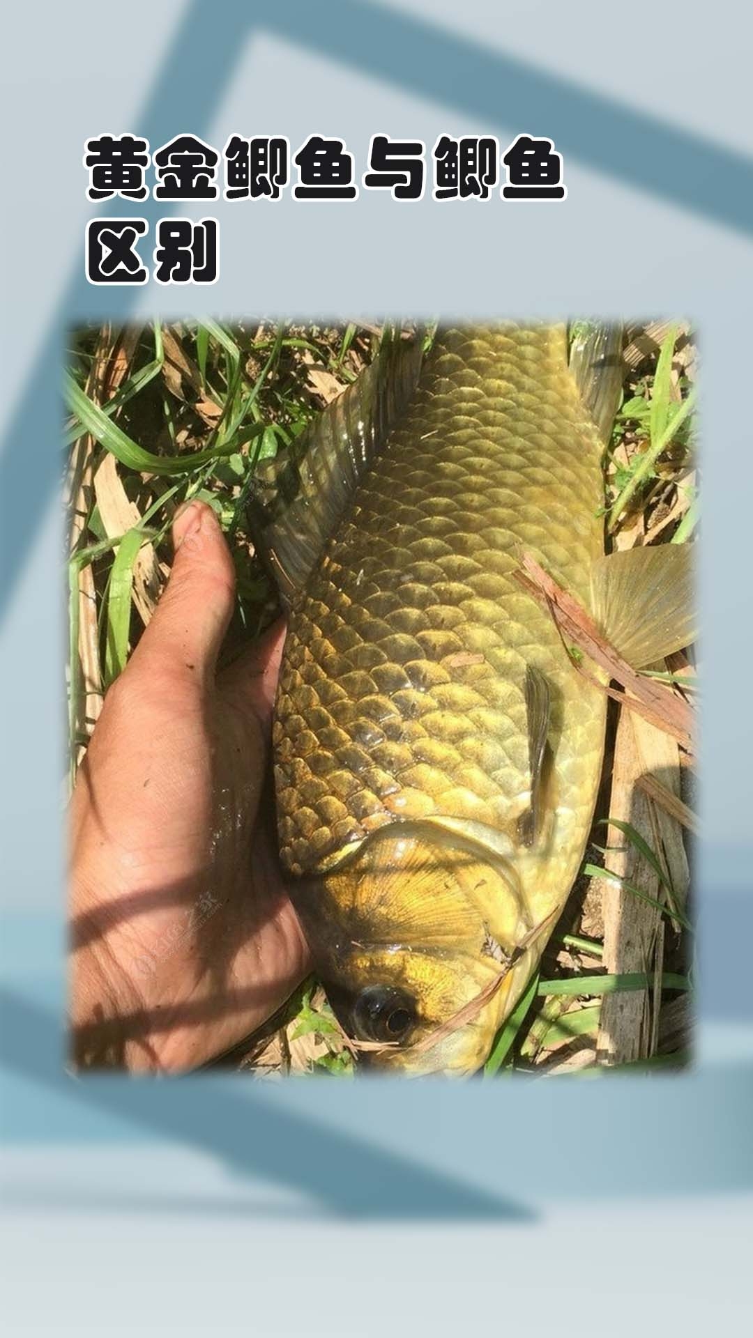 1. 品种:黄金鲫鱼是普通鲫鱼的变种,属于杂交品种.  2.