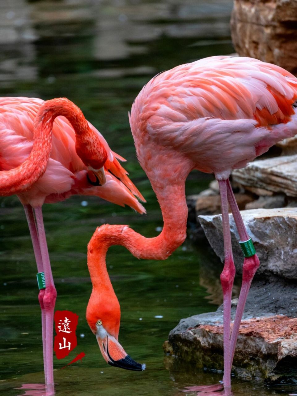 火烈鸟,很漂亮的鸟