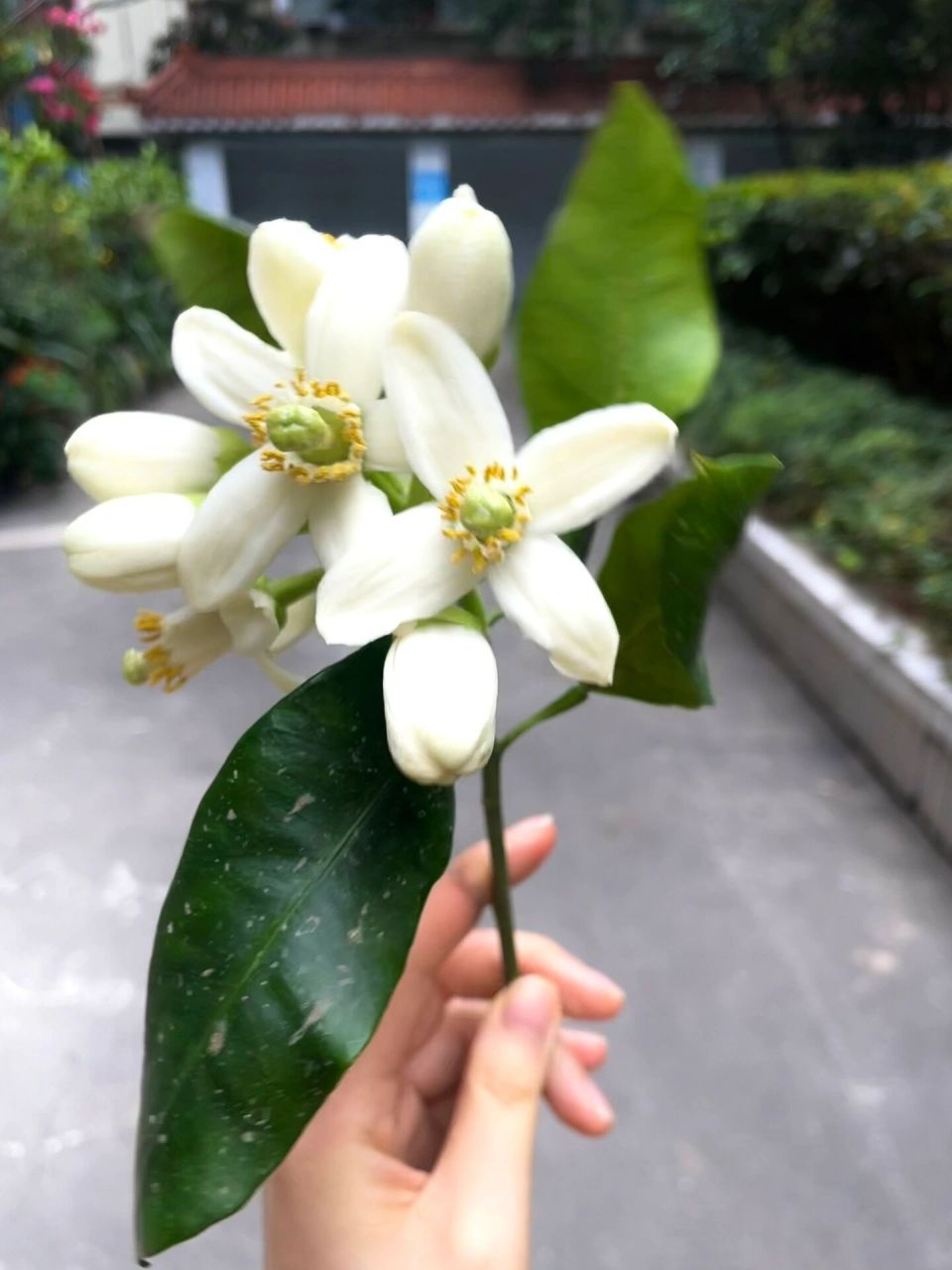 柚子花真的是太香了! 终于忍不住对奶奶家楼下柚子花下手了😭怎么可