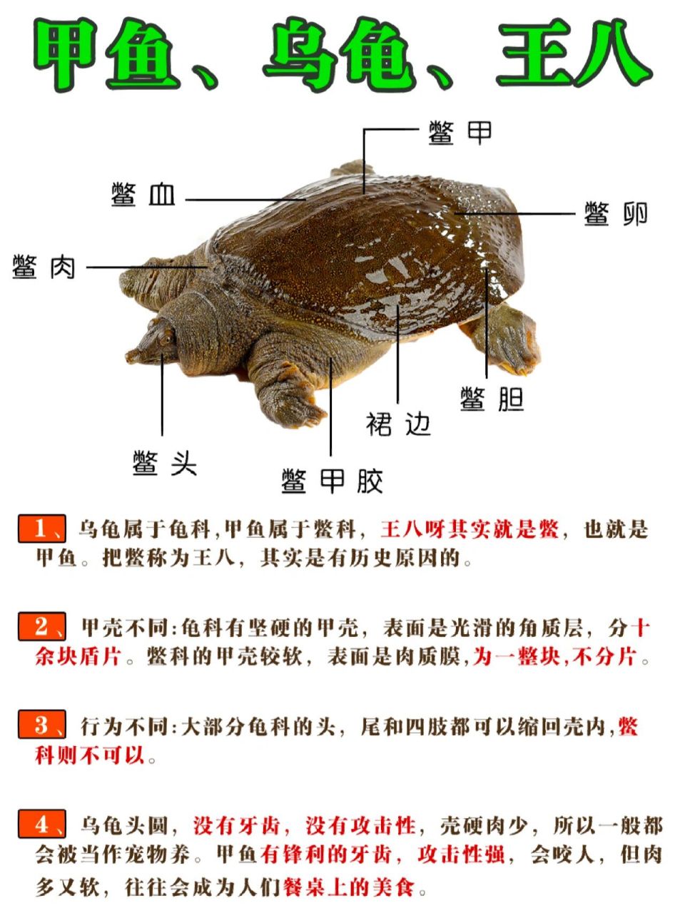 大家知道王八的由来么?王八呀,其实就是鳖,也就是甲鱼.