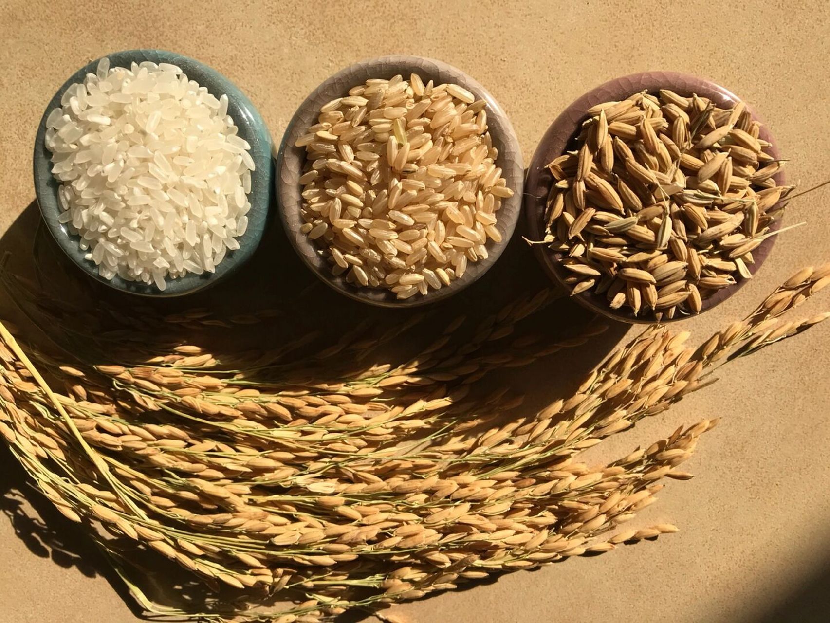 大米的由来 水稻脱壳后形成糙米,糙米在进行加工后形成大米#原产地