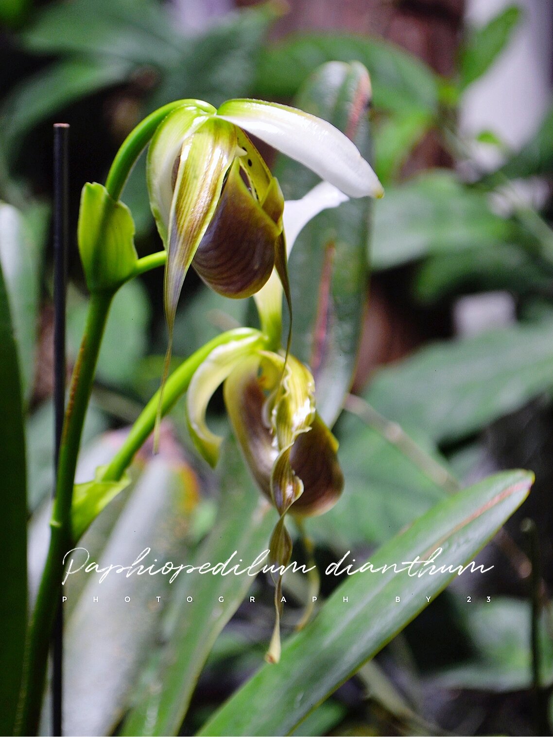 长瓣兜兰|夏至开花的战斗兜