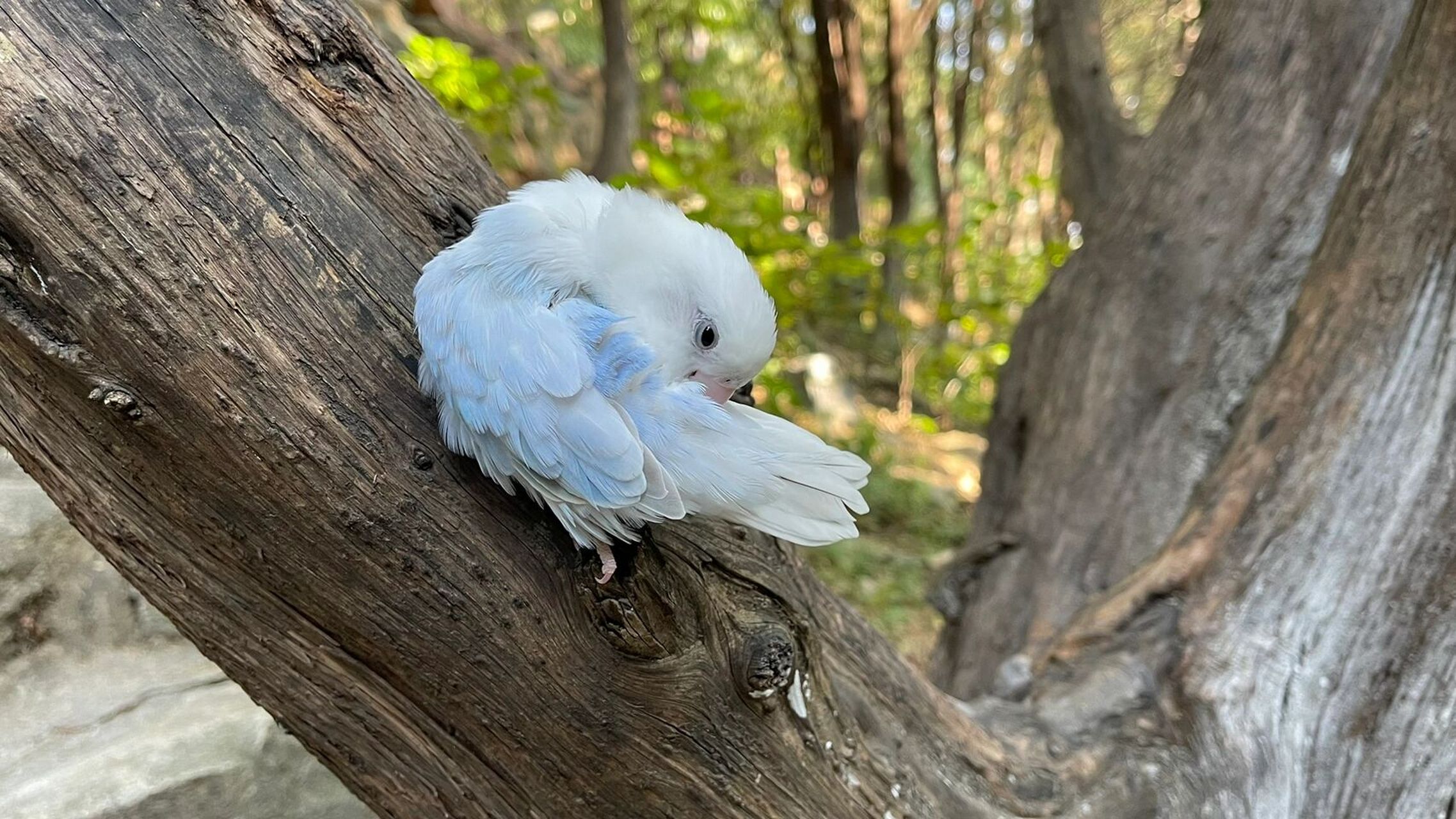 蓝伊莎牡丹鹦鹉户外不同光线下无滤镜实拍 蓝伊莎真的好美貌,感叹阳光