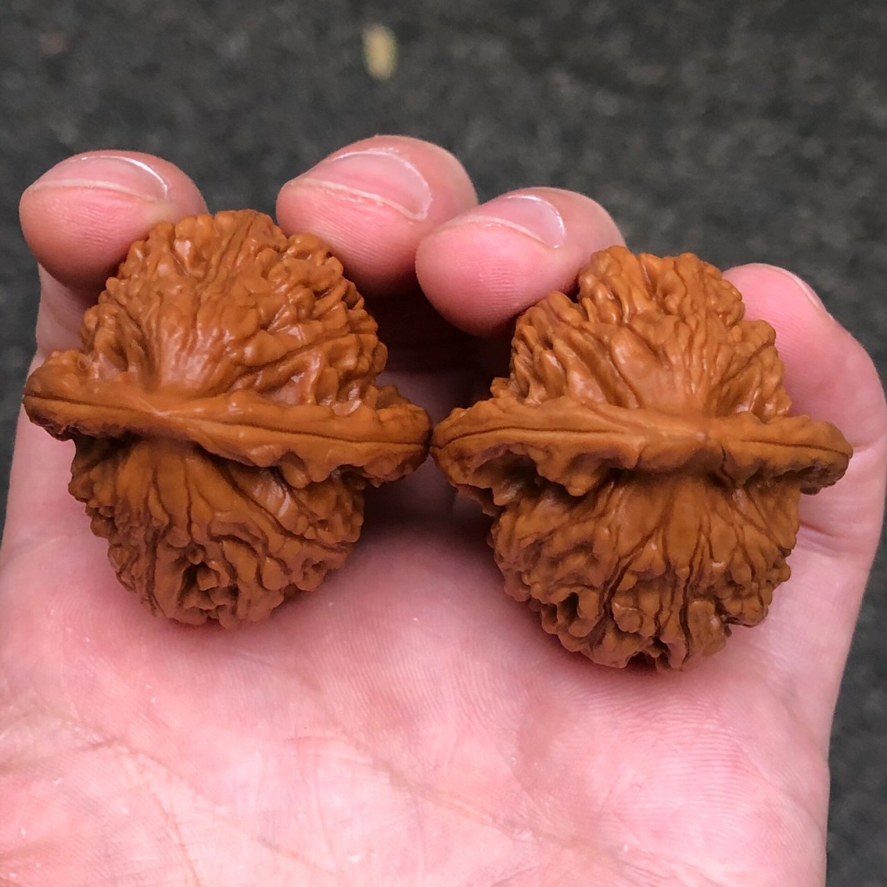 野生大红袍文玩核桃 野生小众大红袍!