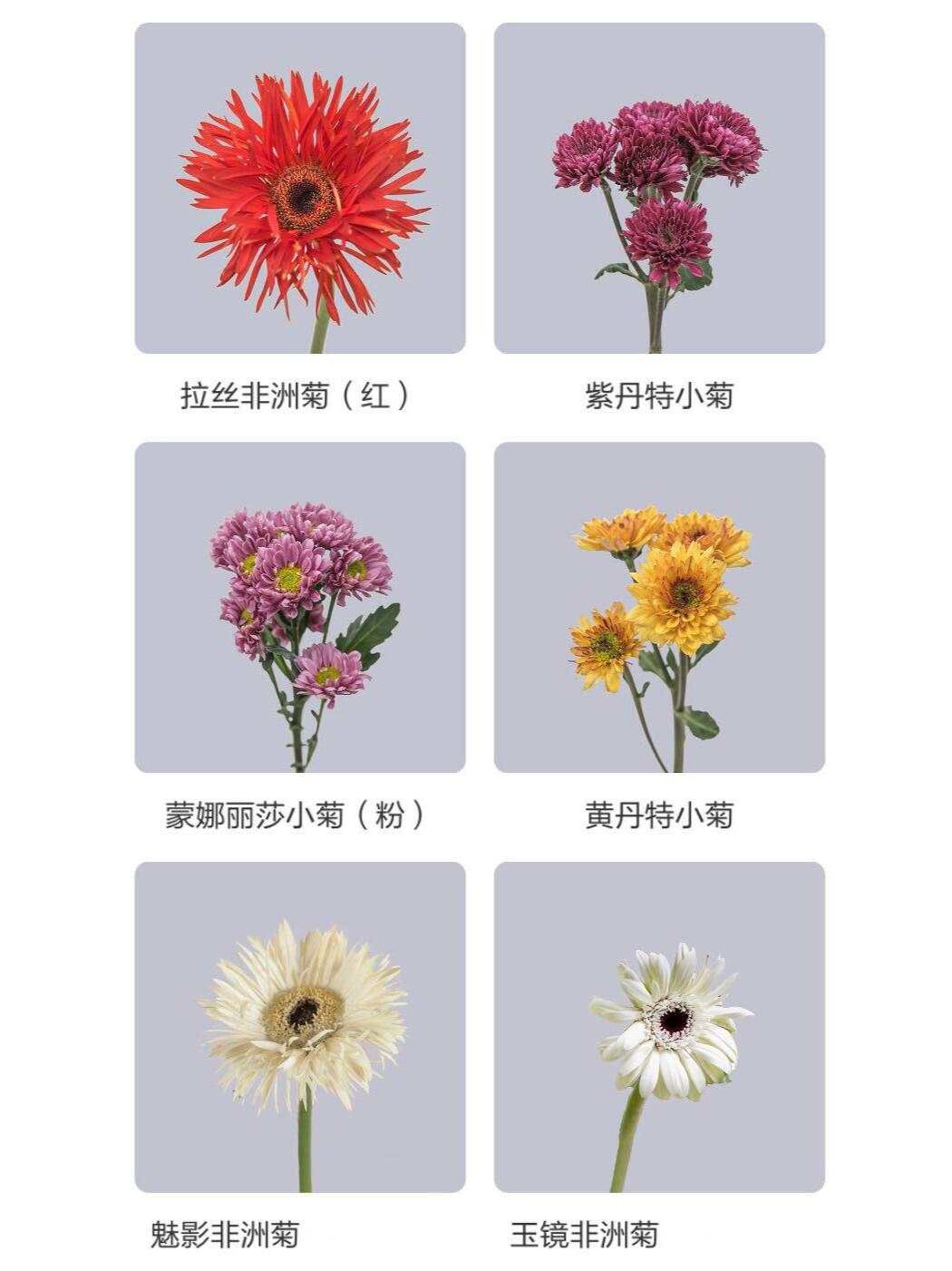 非洲菊品种名称图片