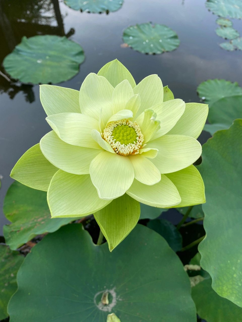 头像分享|09妈妈的荷花头可以更新喽06