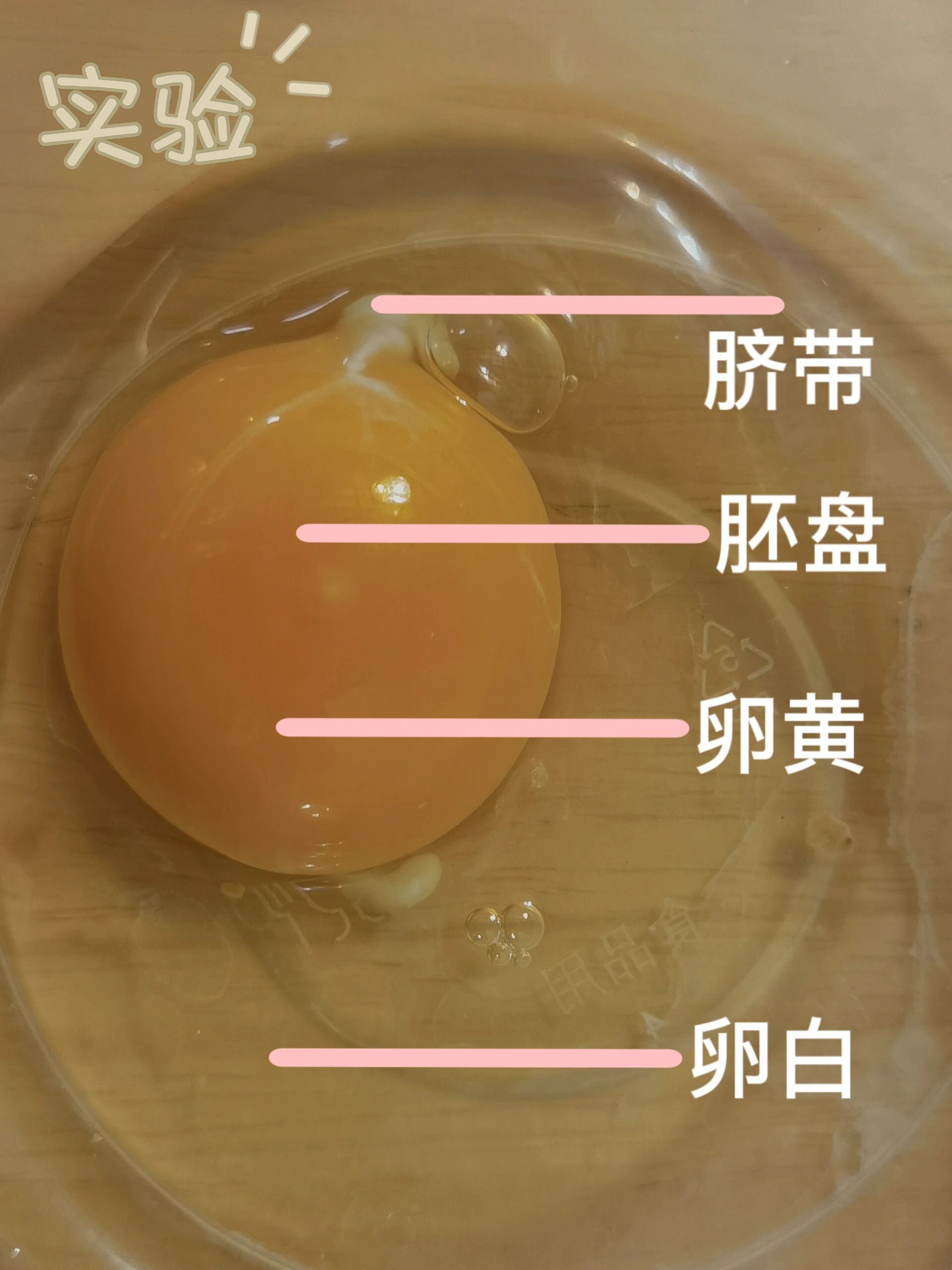 观察鸟卵的结构实验