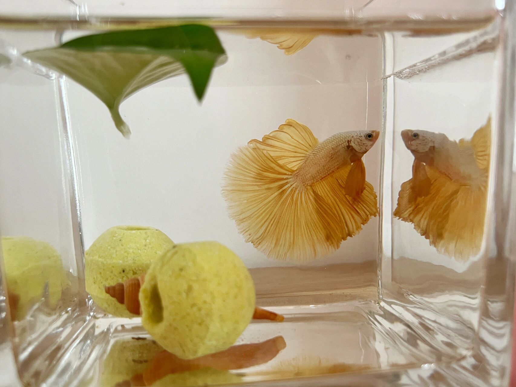 斗鱼吃什么食物,什么食物能让它们长得快7315  一,斗鱼吃什么食物