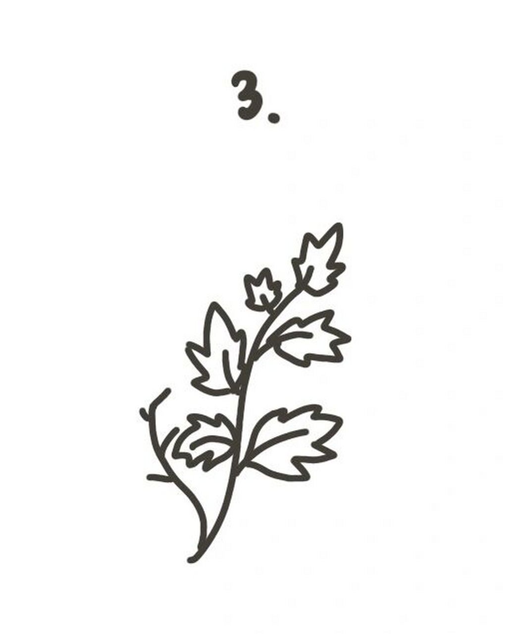 99step1. 先画出艾草的两条柄. 99step2.