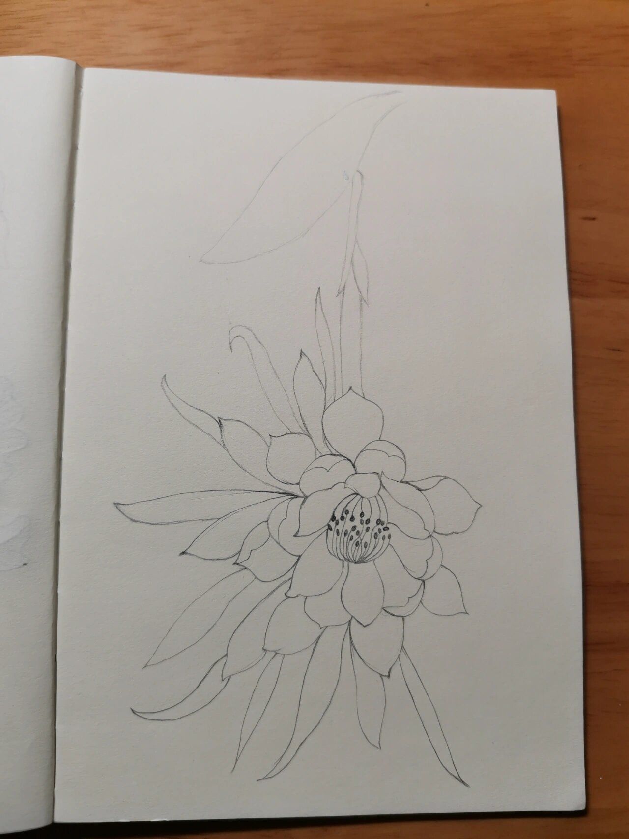临摹《一笔一世界》 昙花又名琼花,韦陀花