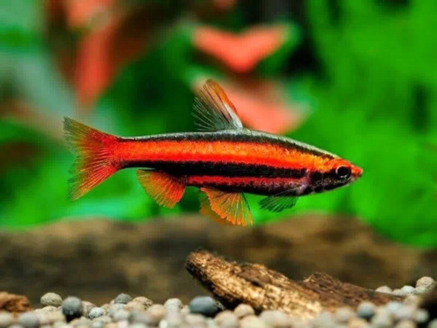 火焰铅笔-身披火焰的小鱼 95名:火焰铅笔 学名:红带铅笔鱼 火焰铅笔