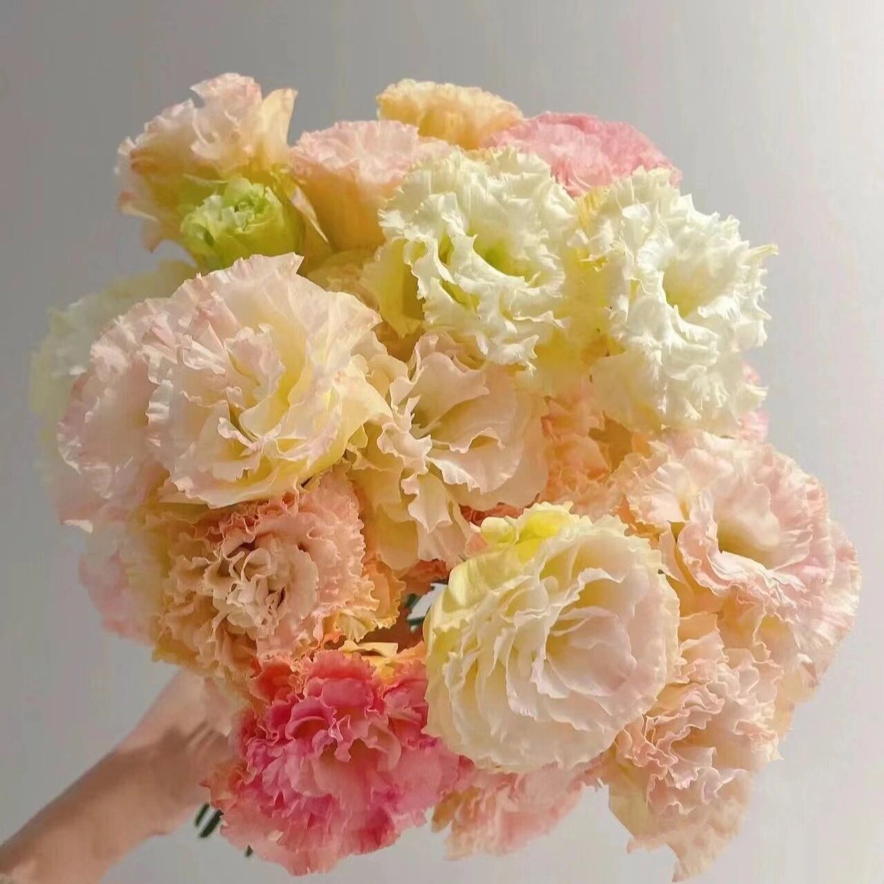 『36』每日识一花【香槟色洋桔梗】 香槟色洋桔梗 78【花语】真诚不