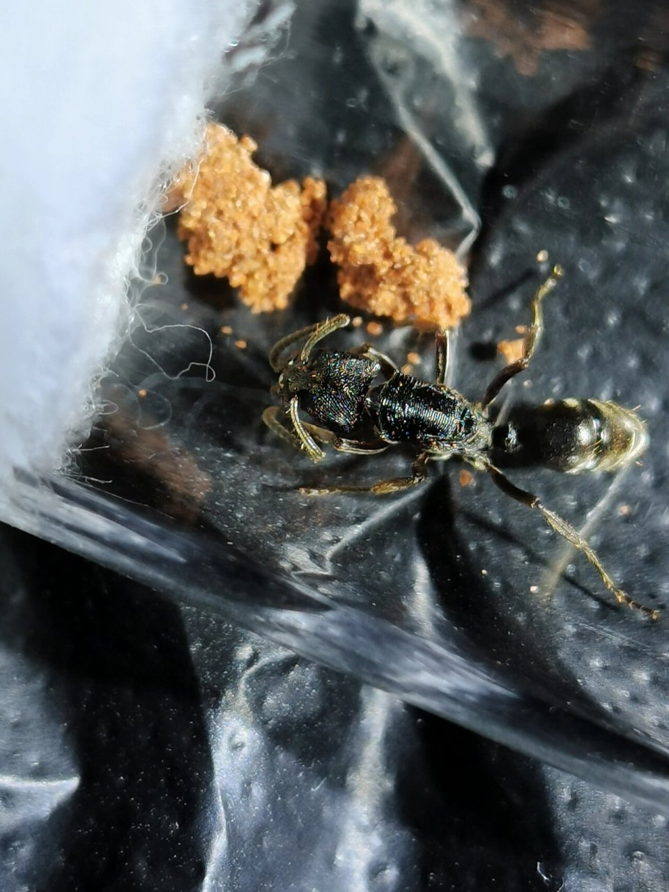 《横纹齿猛蚁》 横纹齿猛蚁有毒针的,给蛰到很疼的,在野外看到请不要