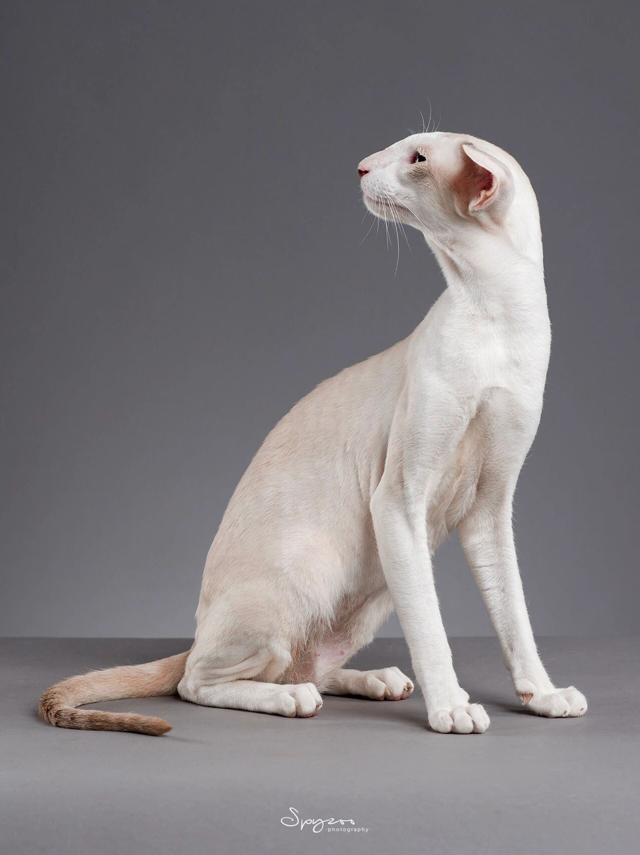 传统暹罗-现代暹罗-东方短毛猫-长毛猫-巴厘 图一:传统暹罗,现在品种