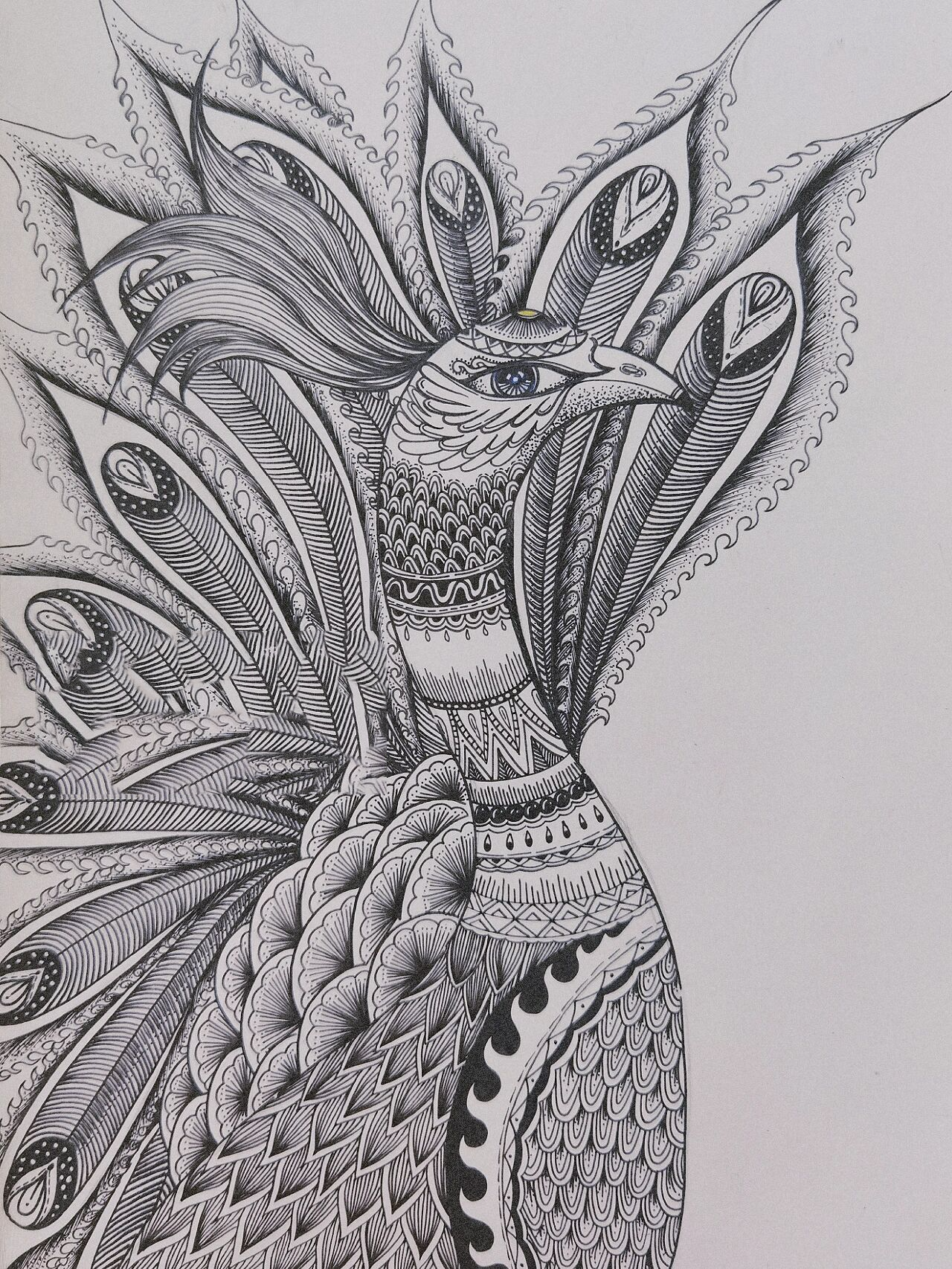 线描画 线描孔雀